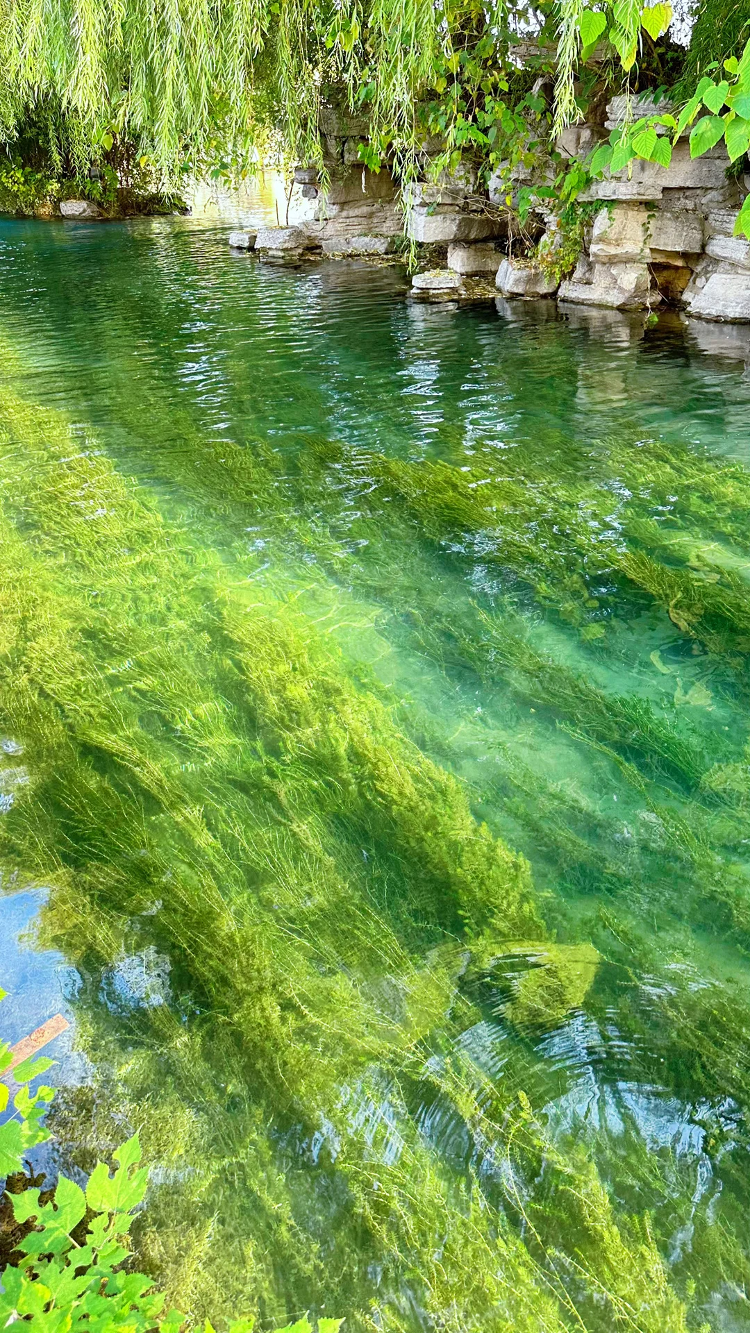 Live图的意义，济南泉水太有生命力了❗️