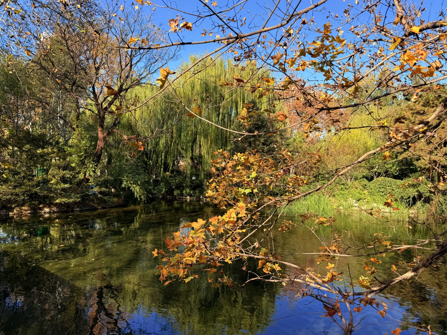 济南的冬天是响晴的