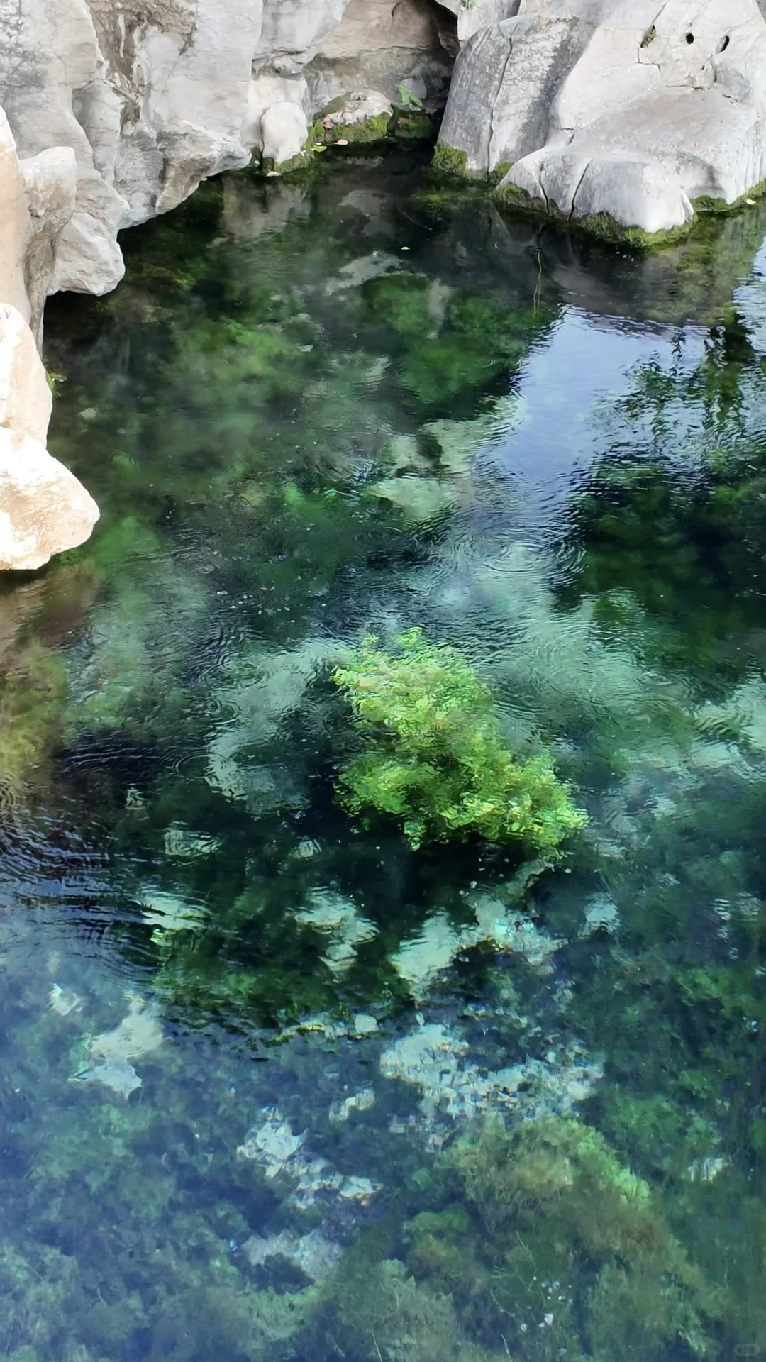 跟风成功！！济南的泉水果然不一般。。。。