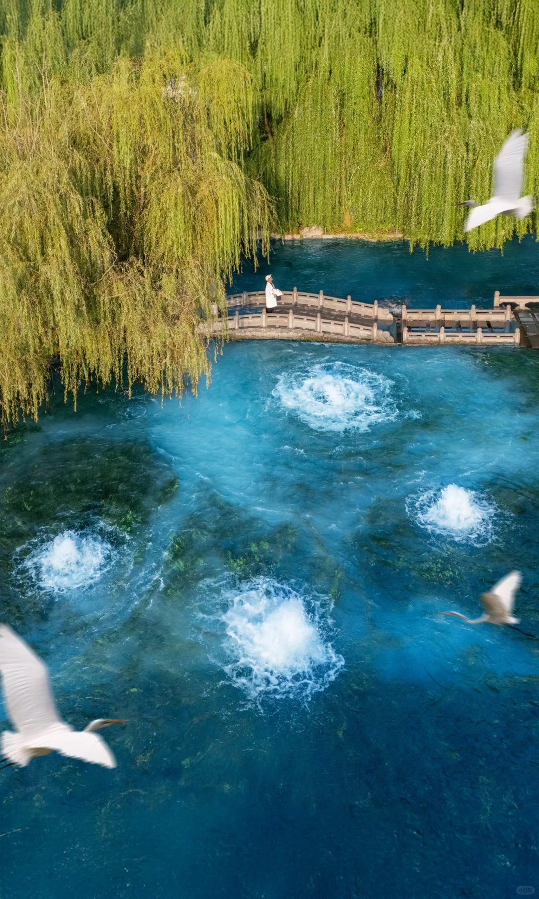 不是江南是济南！！！秋景和泉水美到疯狂！！！