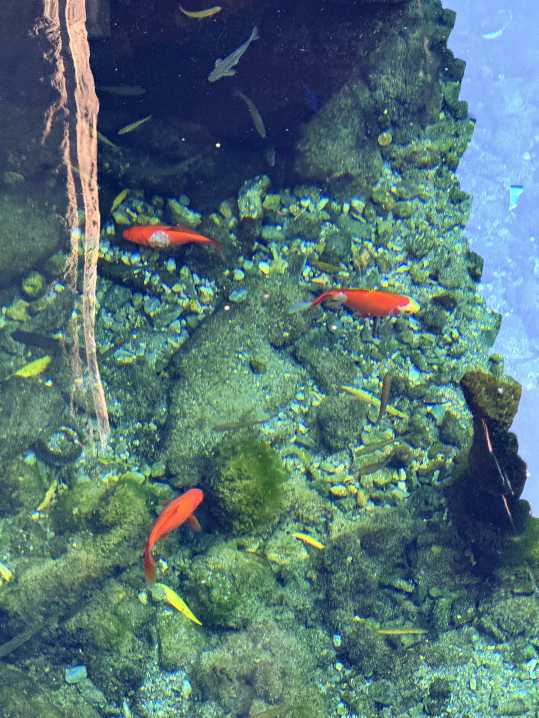 济南的冬天是响晴的