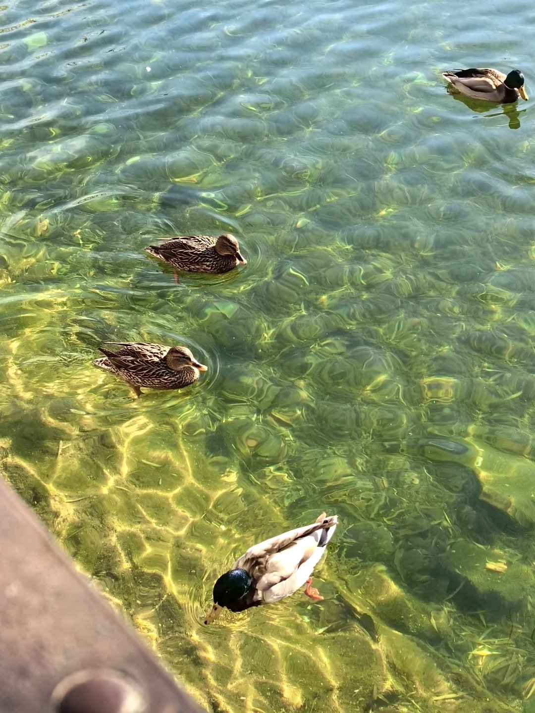 济南的秋天真的杀疯了！附地址！超全攻略。。。