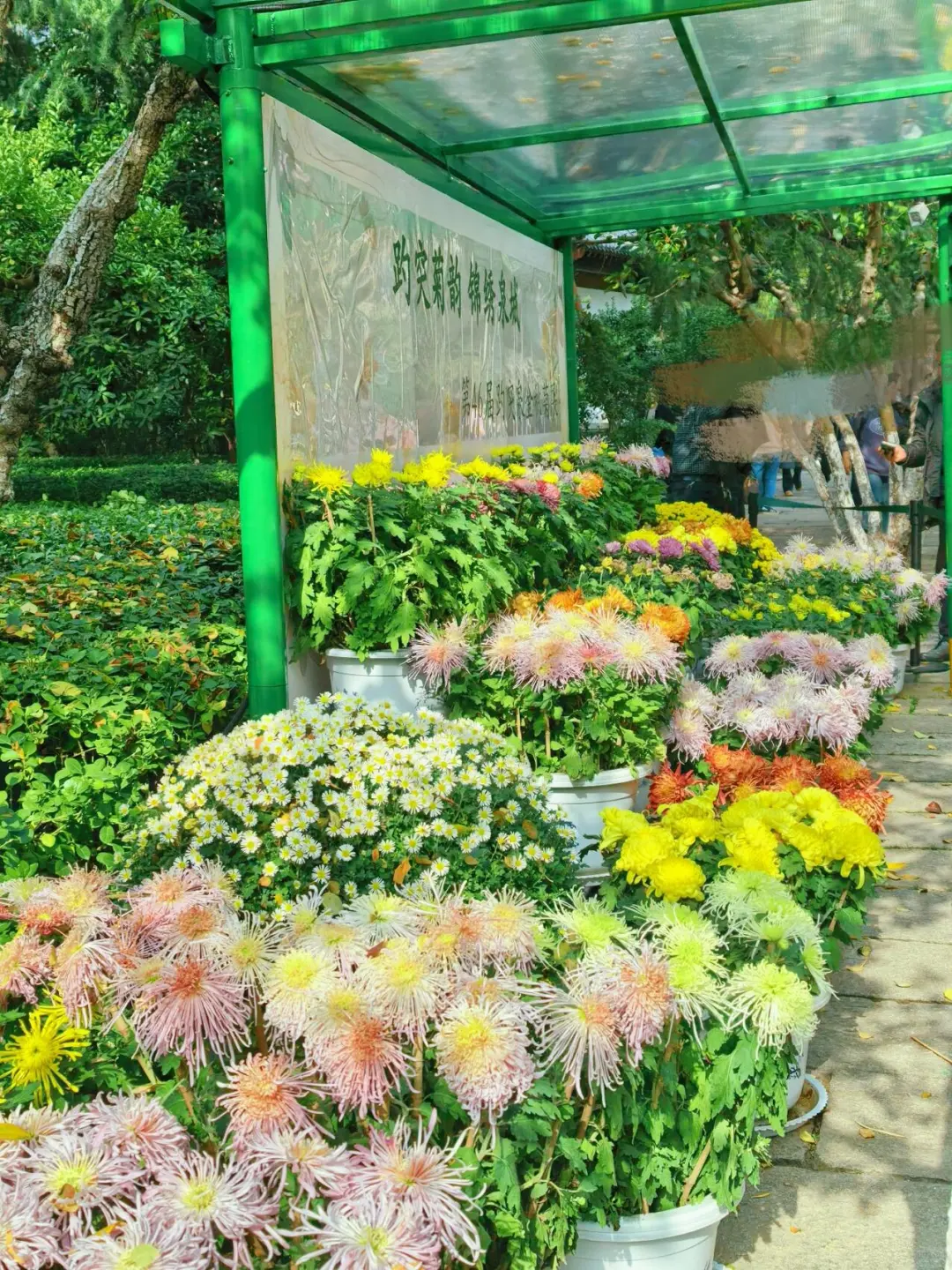 11.15的济南趵突泉 美不胜收