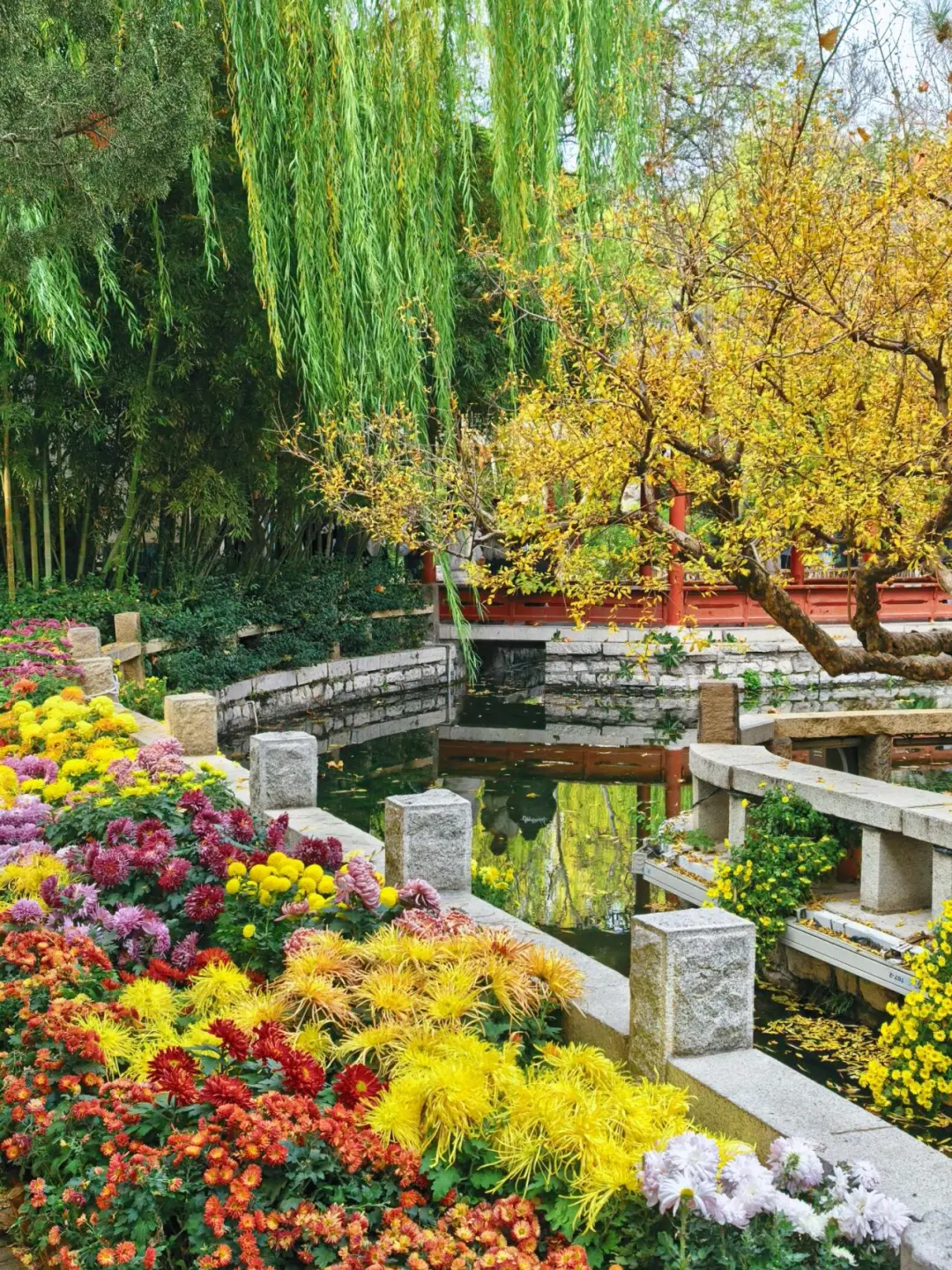 11.15的济南趵突泉 美不胜收