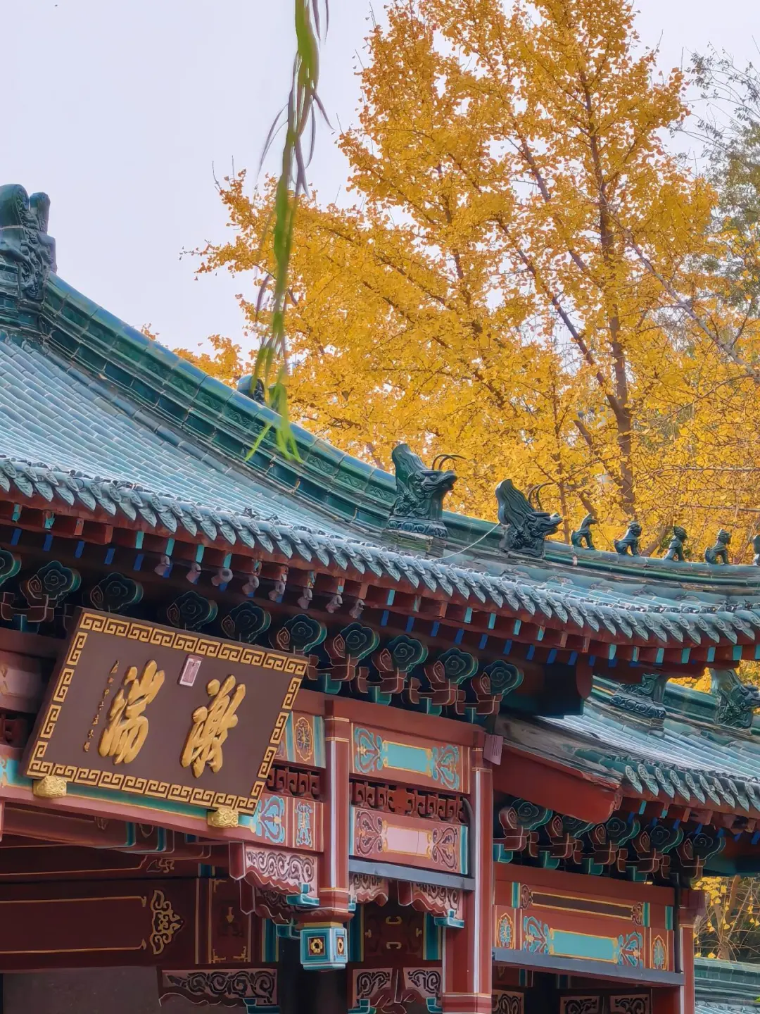 11.15的济南趵突泉 美不胜收