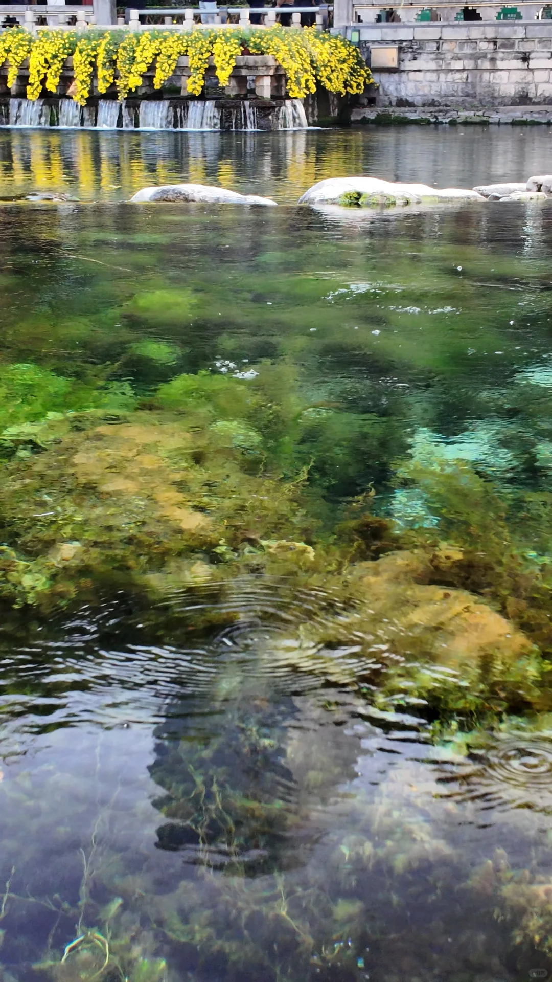 跟风成功！！济南的泉水果然不一般。。。。