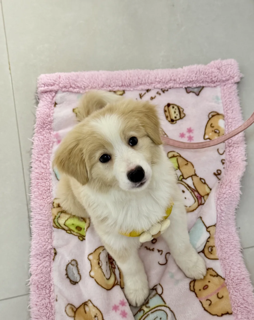 山东烟台2个月金边领养