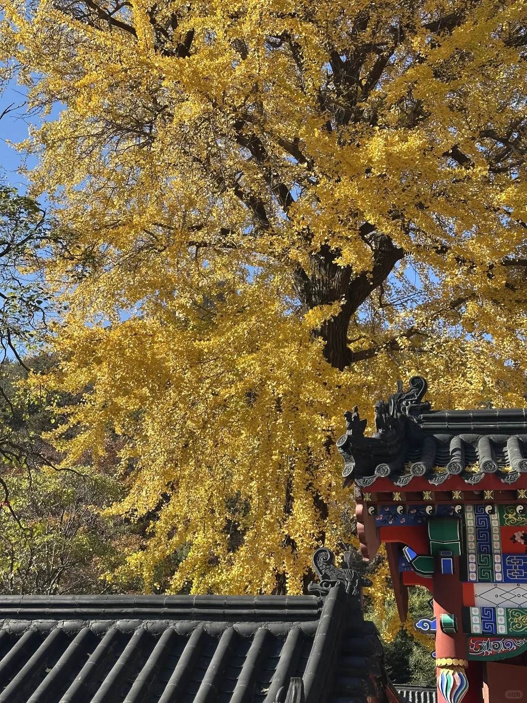 烟台！我们有自己的千里江山图（最后！！！！！！