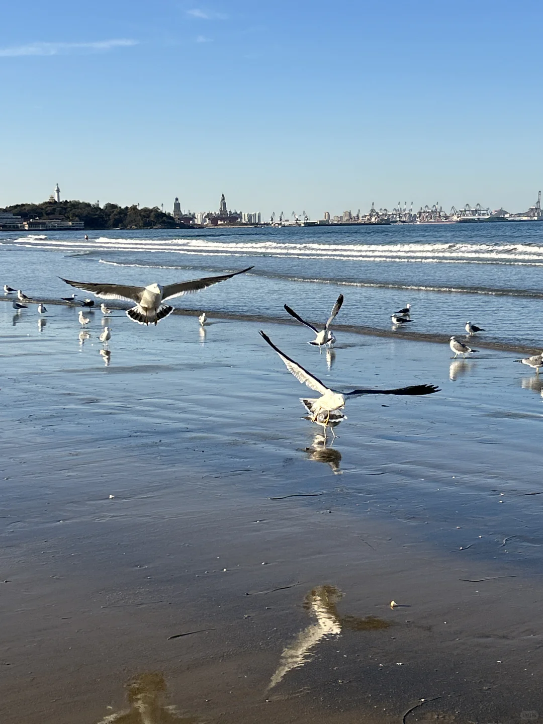在烟台的日常——看海 喂海鸥