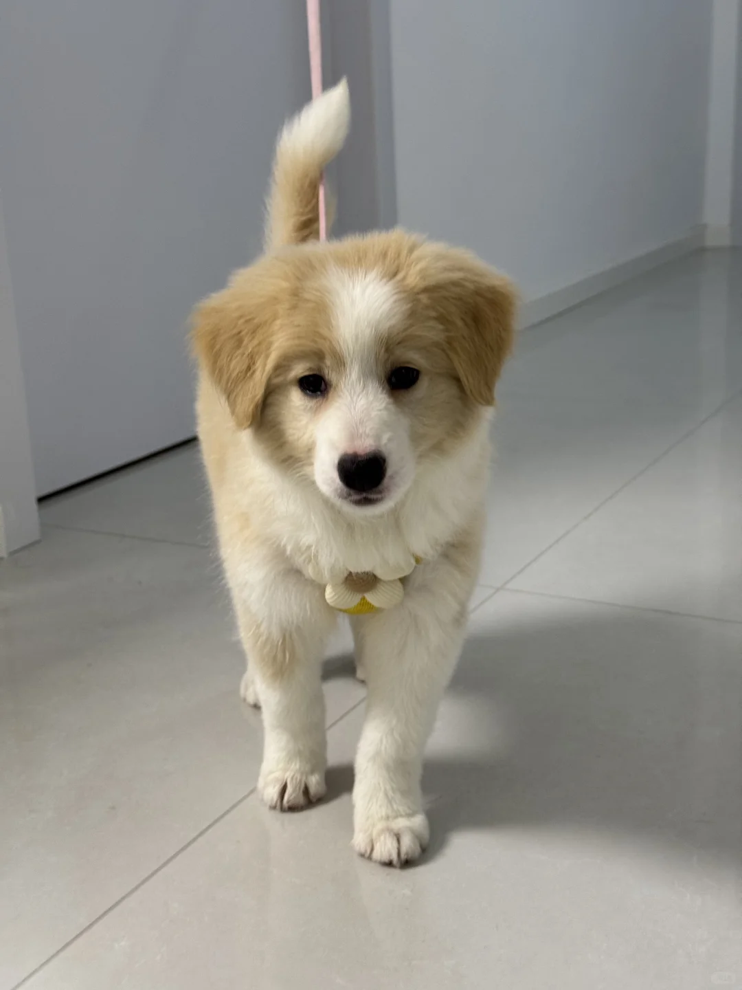 山东烟台2个月金边领养