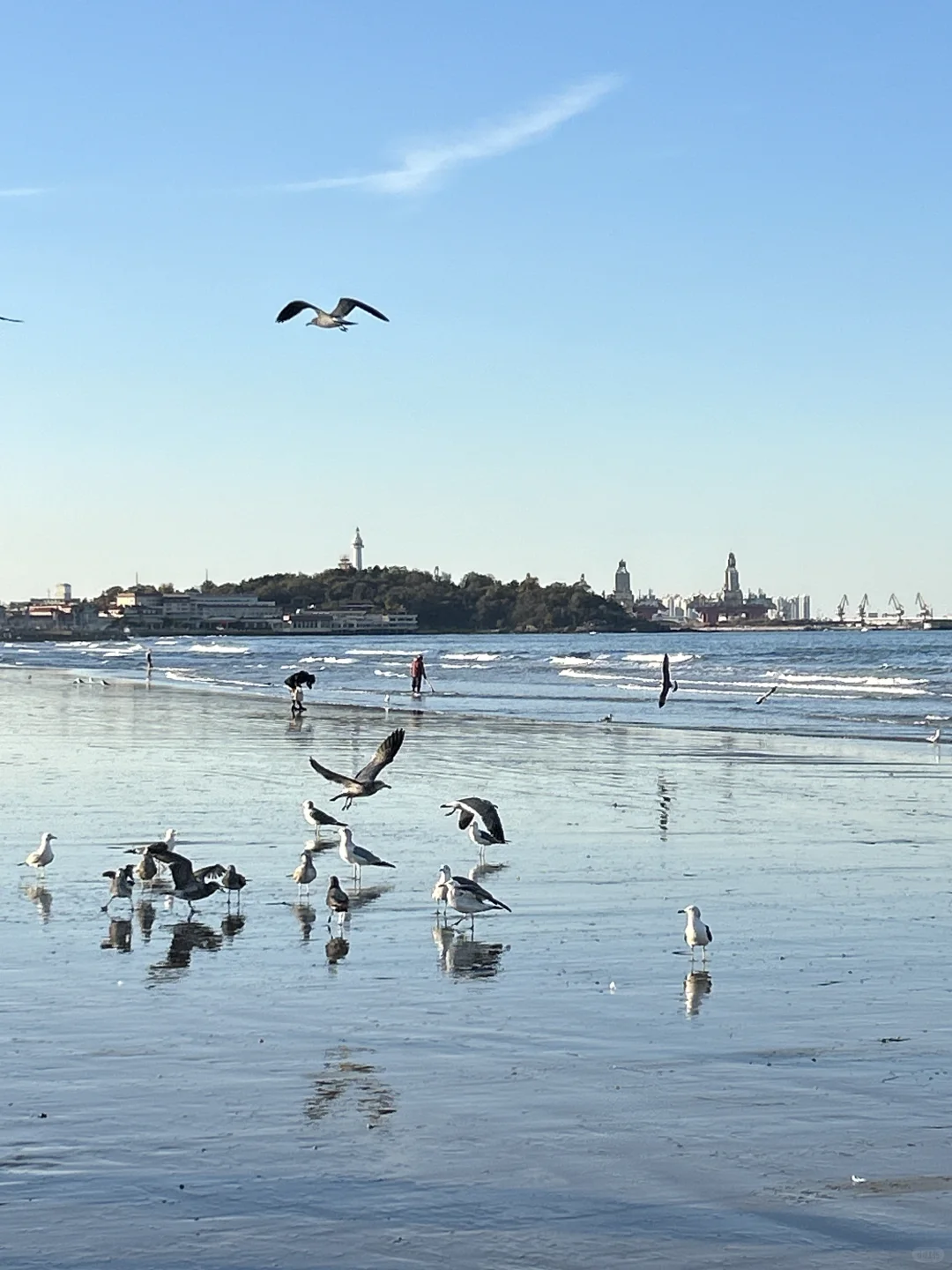 在烟台的日常——看海 喂海鸥