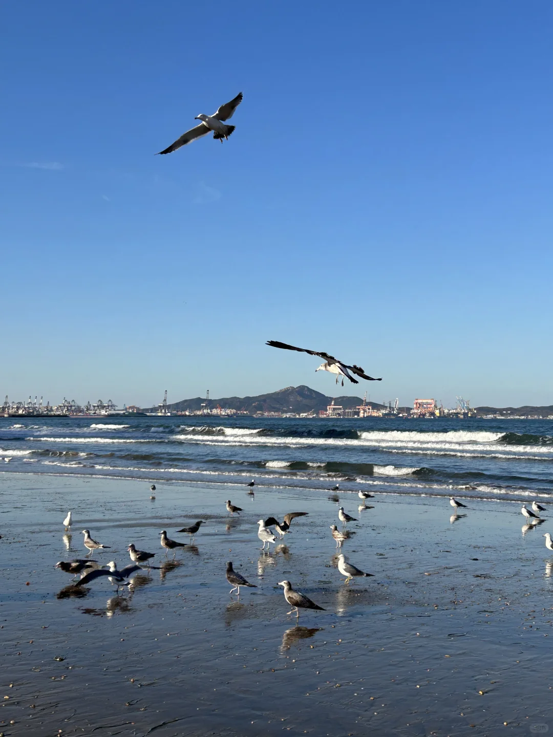 在烟台的日常——看海 喂海鸥