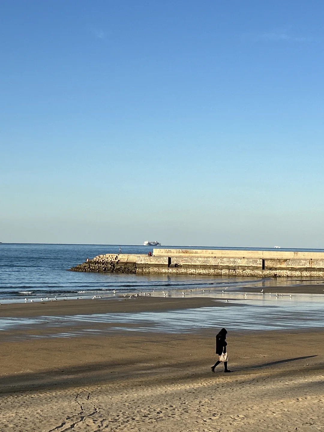 在烟台的日常——看海 喂海鸥