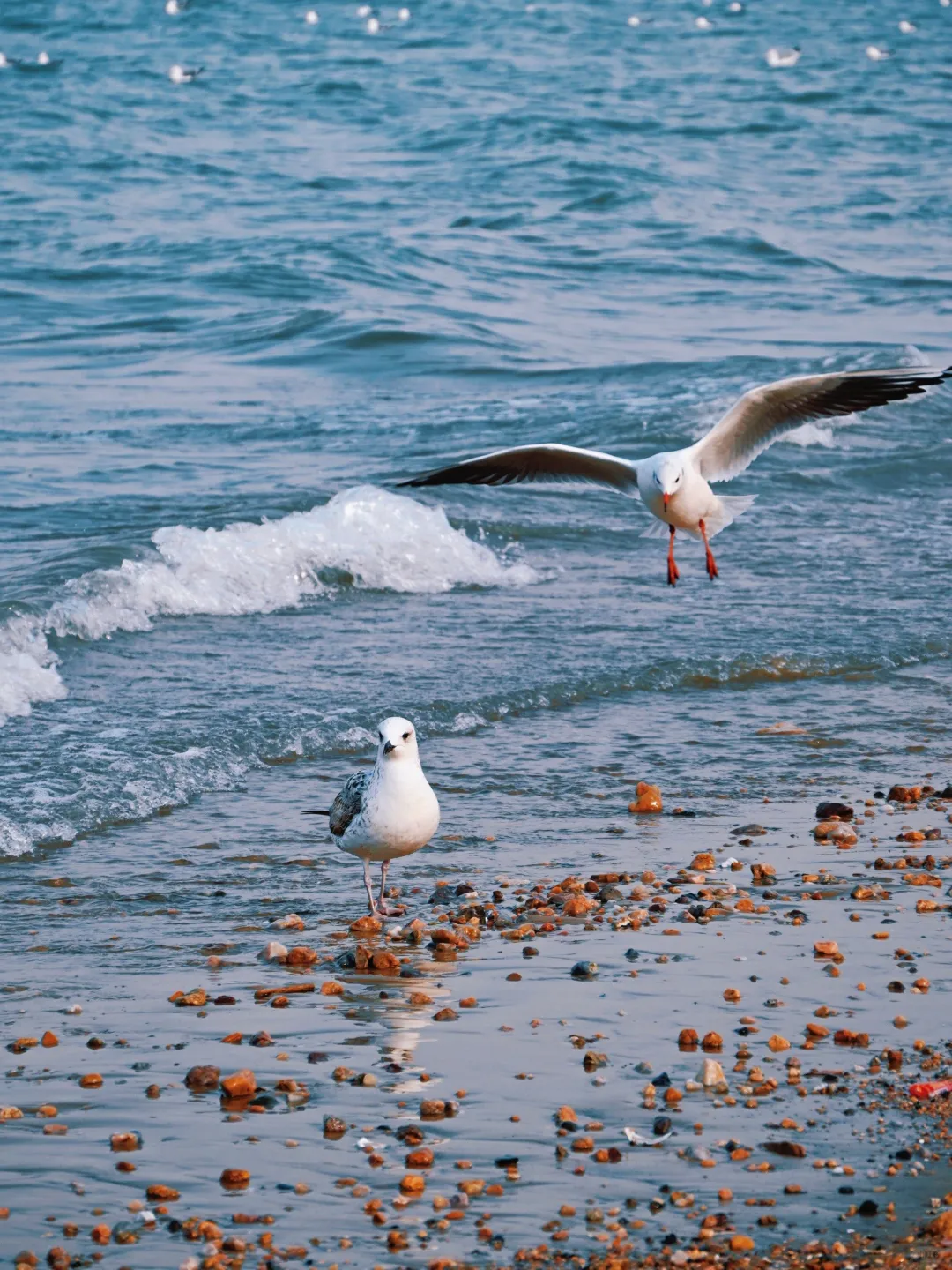 中国宜居城市四十六：烟台