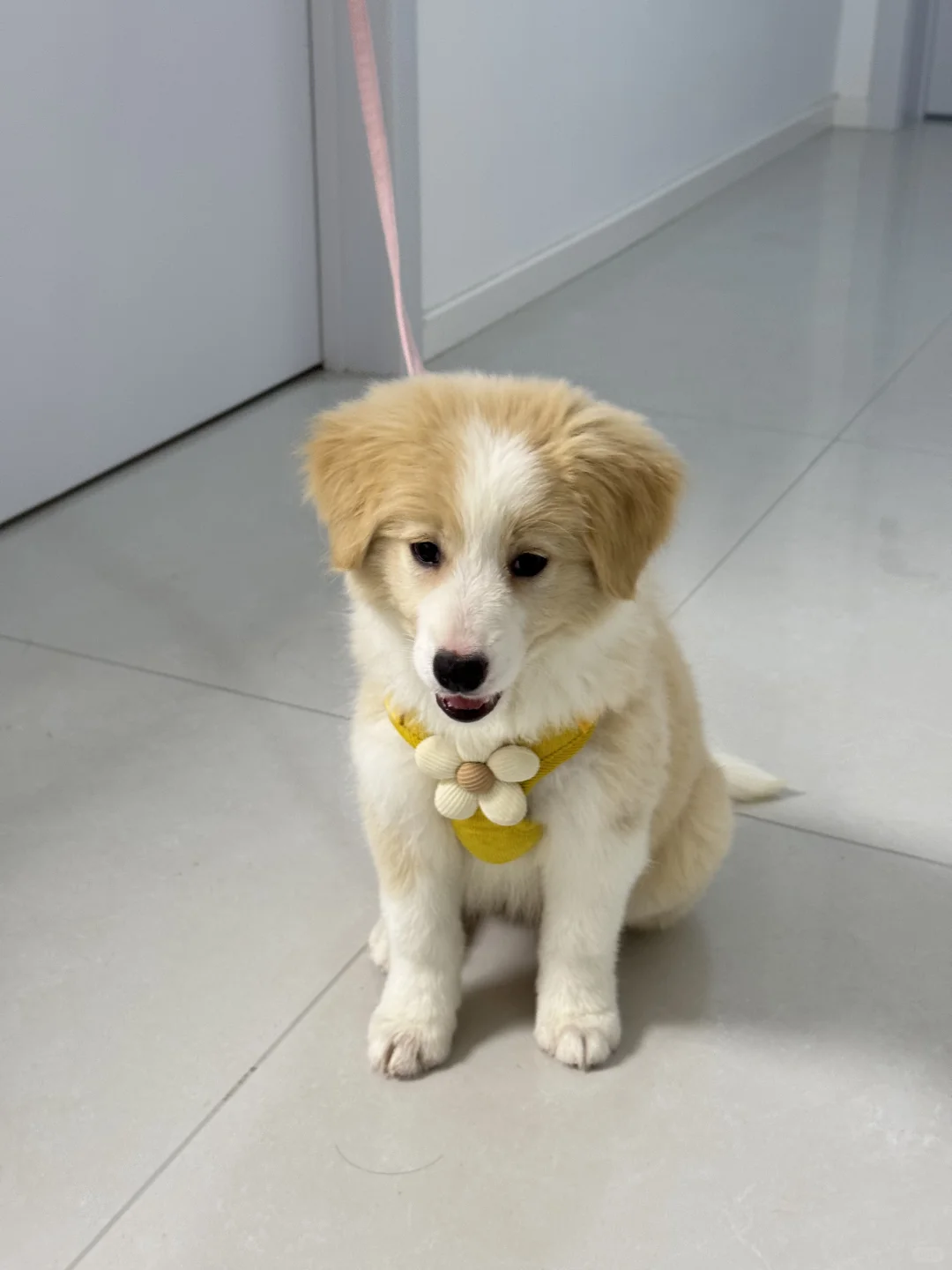 山东烟台2个月金边领养