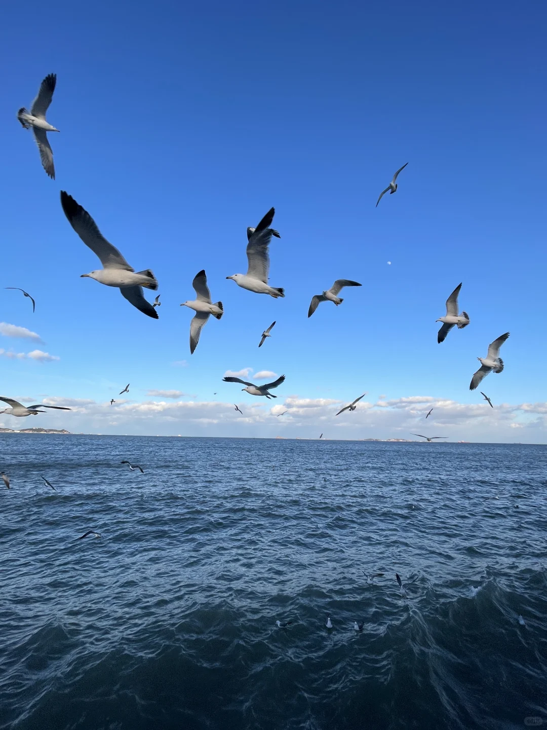 如果你也喜欢烟台的冬天