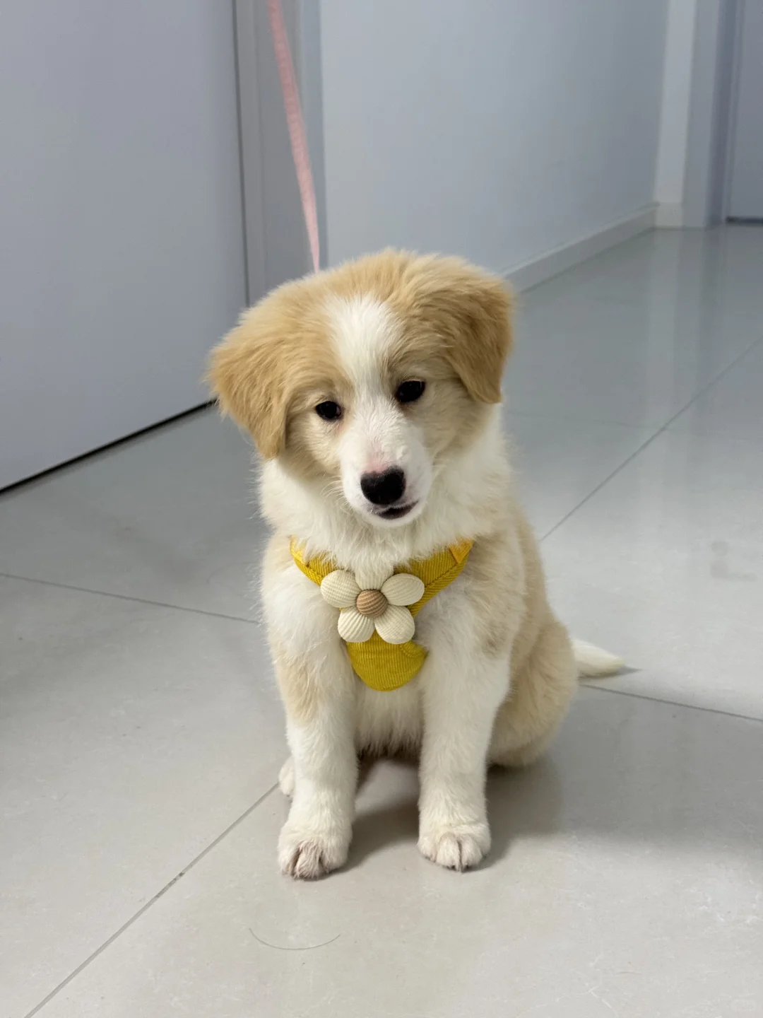 山东烟台2个月金边领养