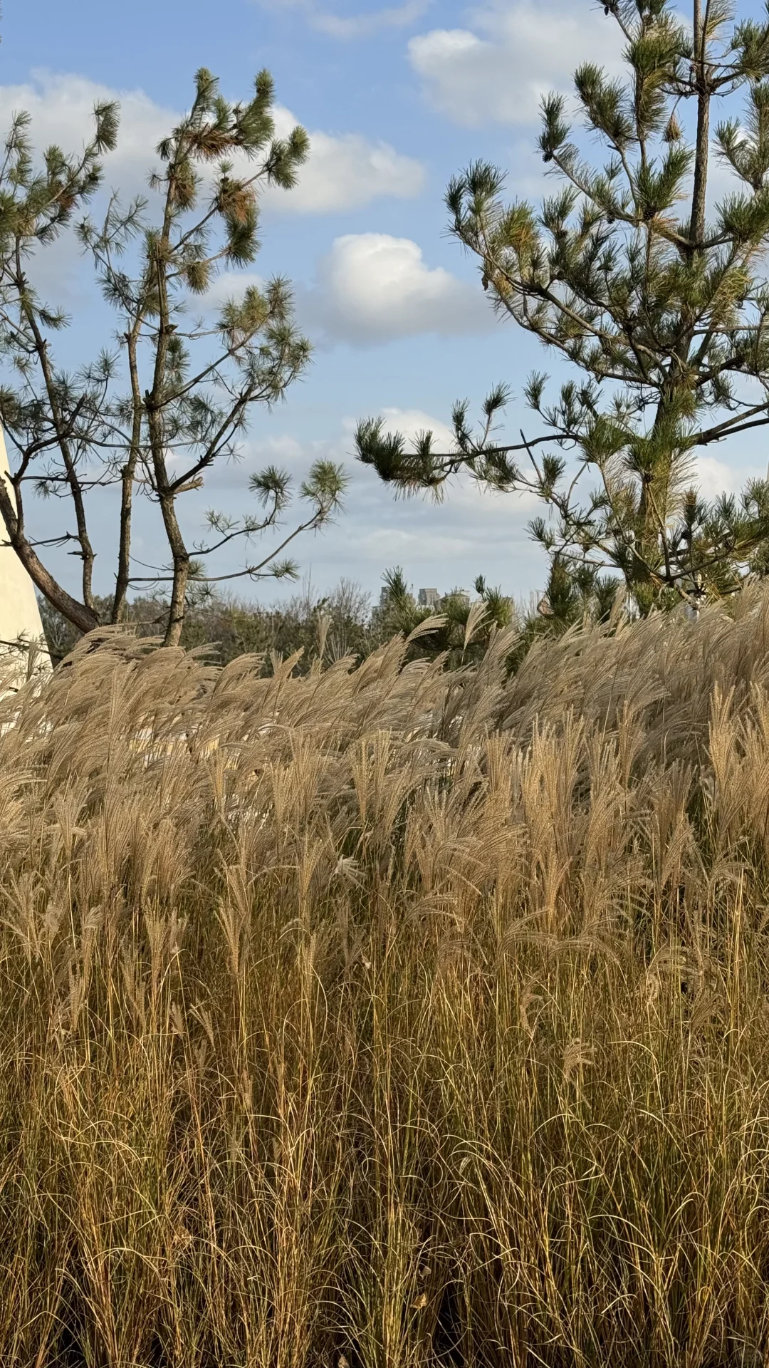 欢迎来到山东烟台🍂
