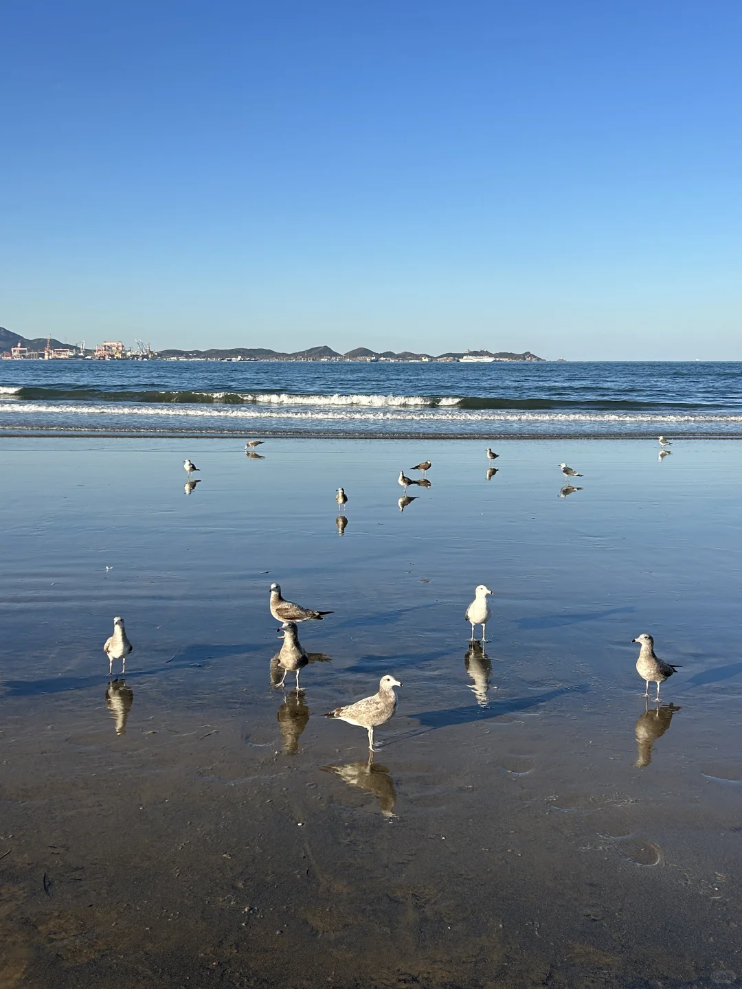 在烟台的日常——看海 喂海鸥