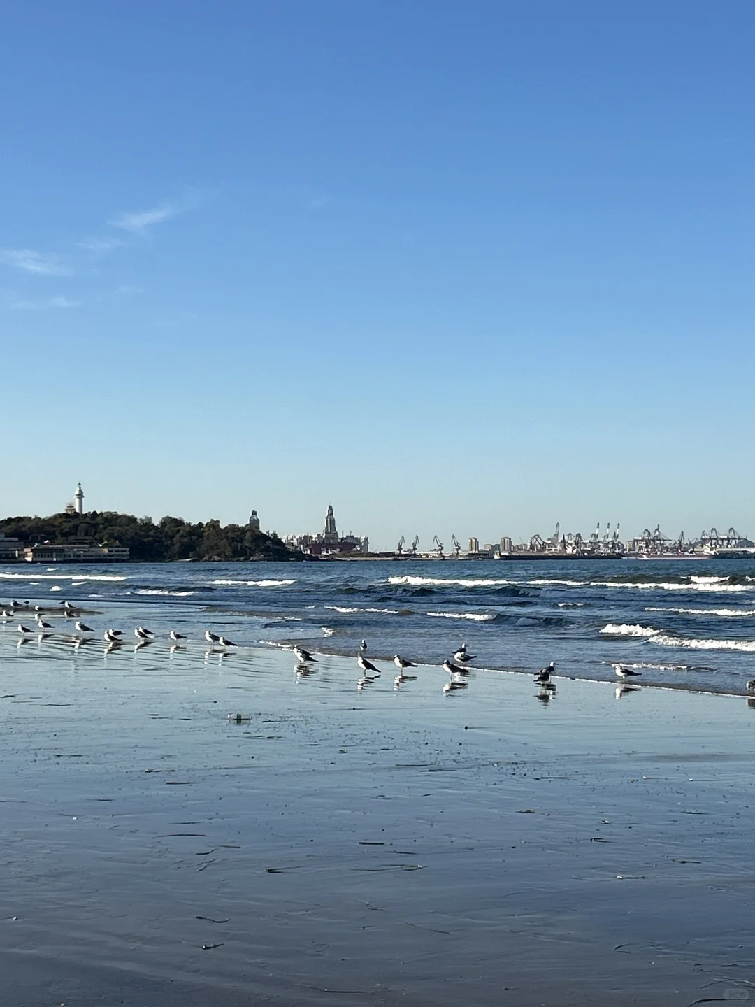 在烟台的日常——看海 喂海鸥