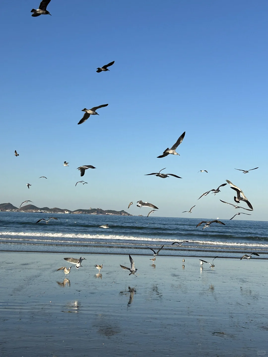 在烟台的日常——看海 喂海鸥