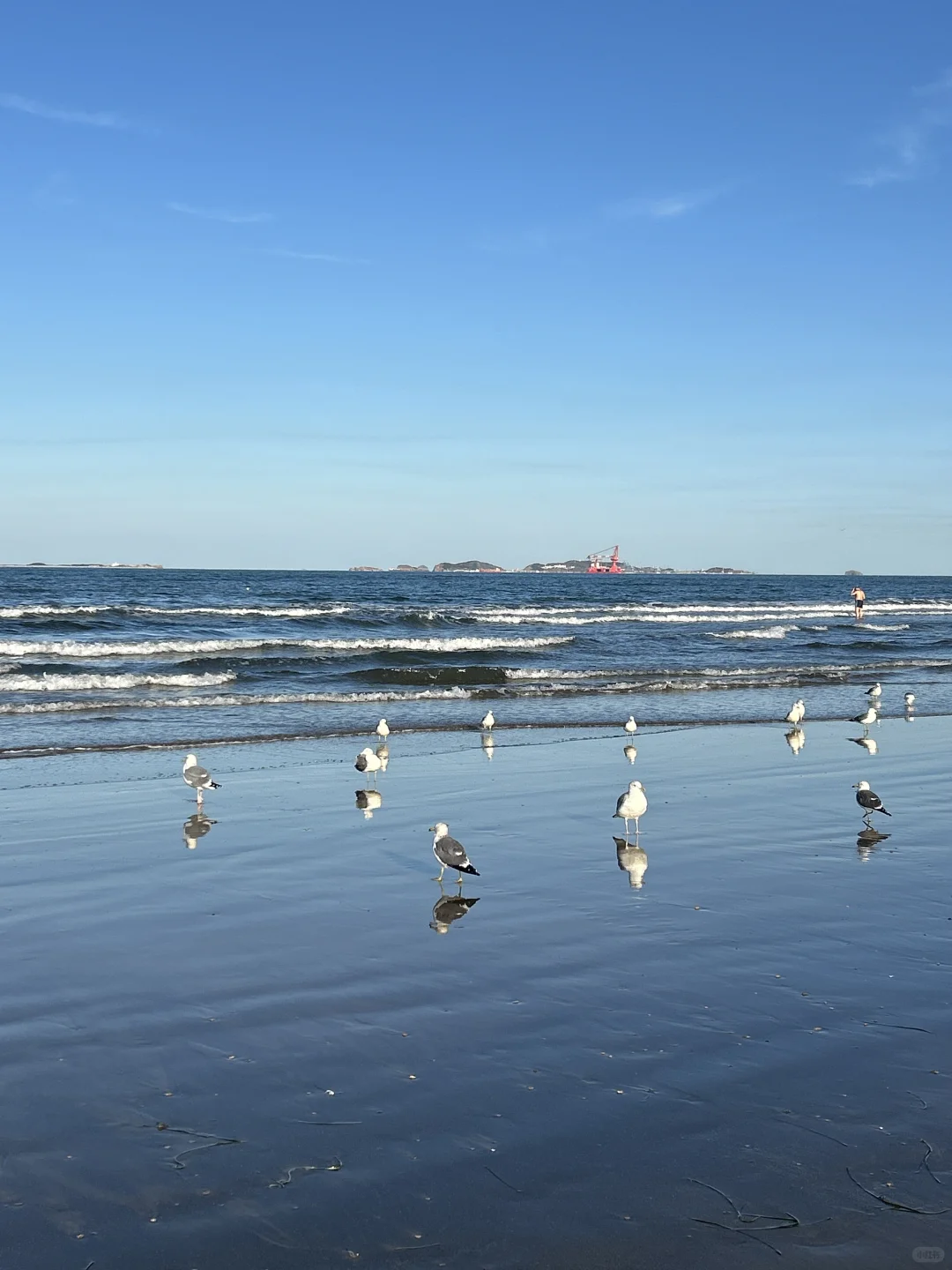 在烟台的日常——看海 喂海鸥