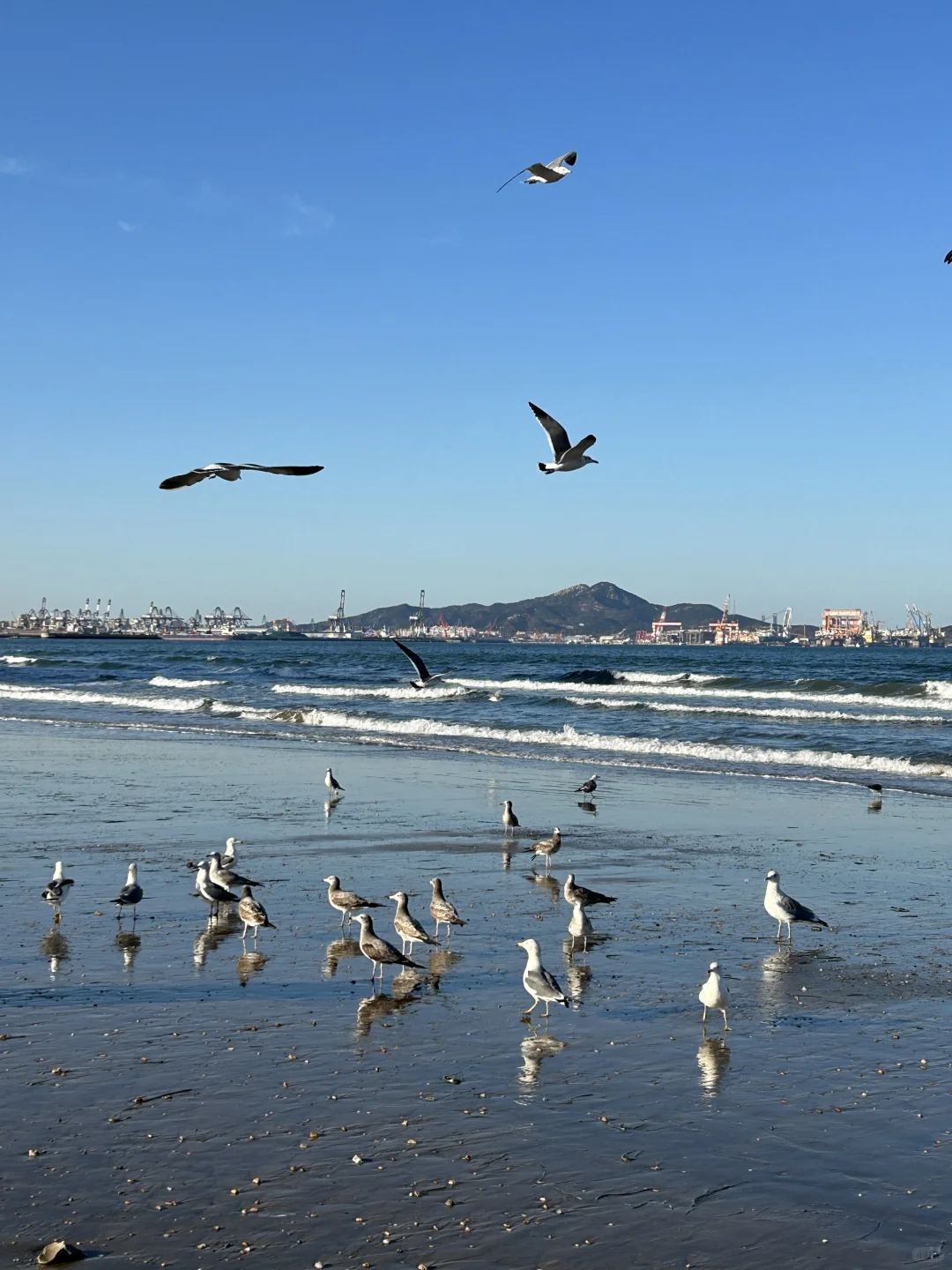 在烟台的日常——看海 喂海鸥