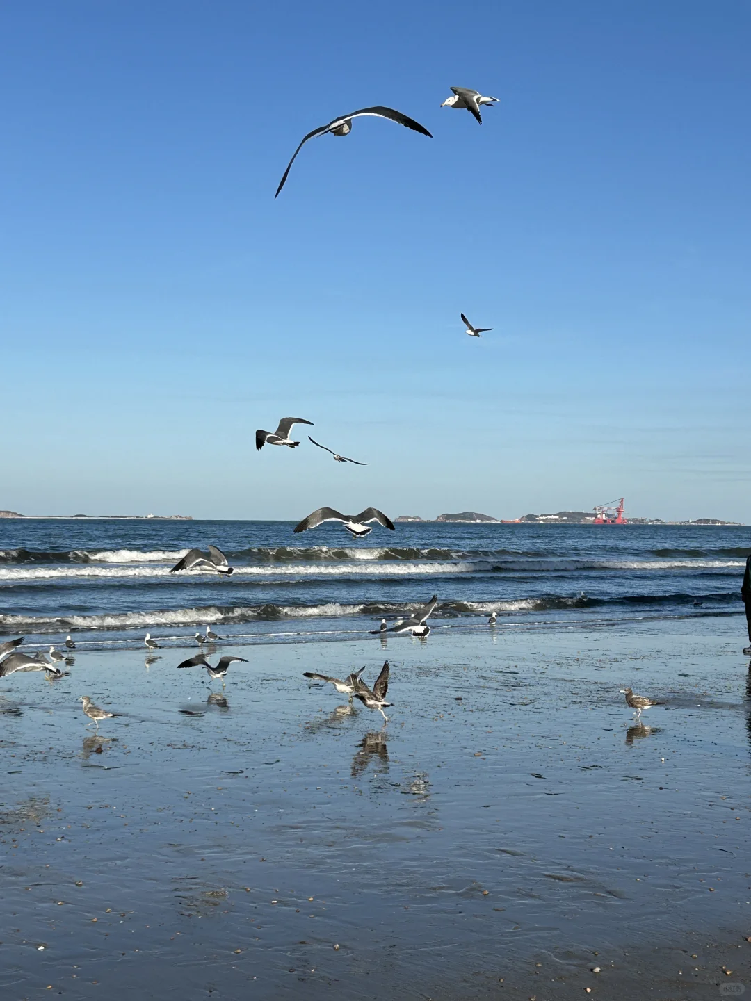 在烟台的日常——看海 喂海鸥