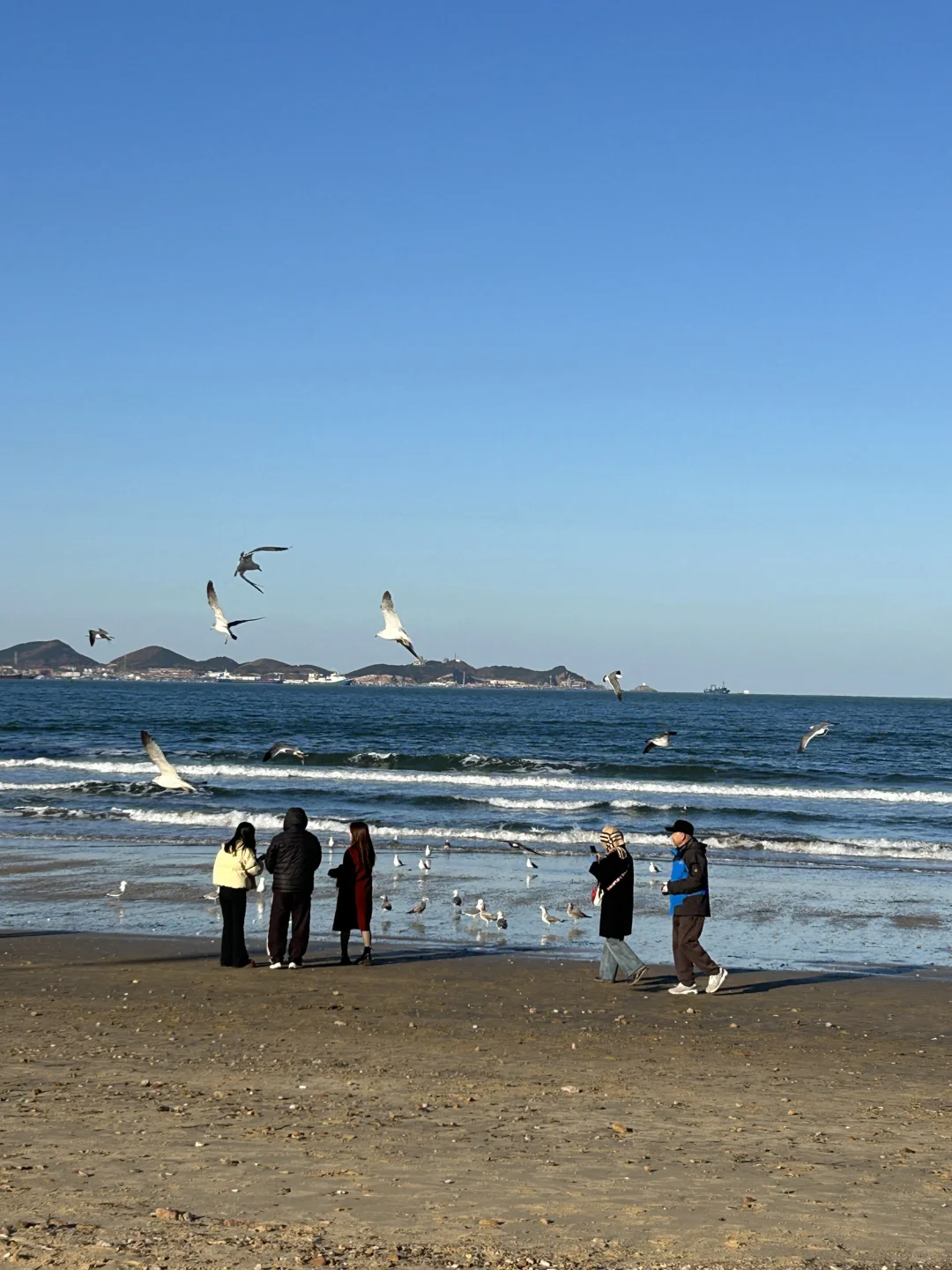 在烟台的日常——看海 喂海鸥
