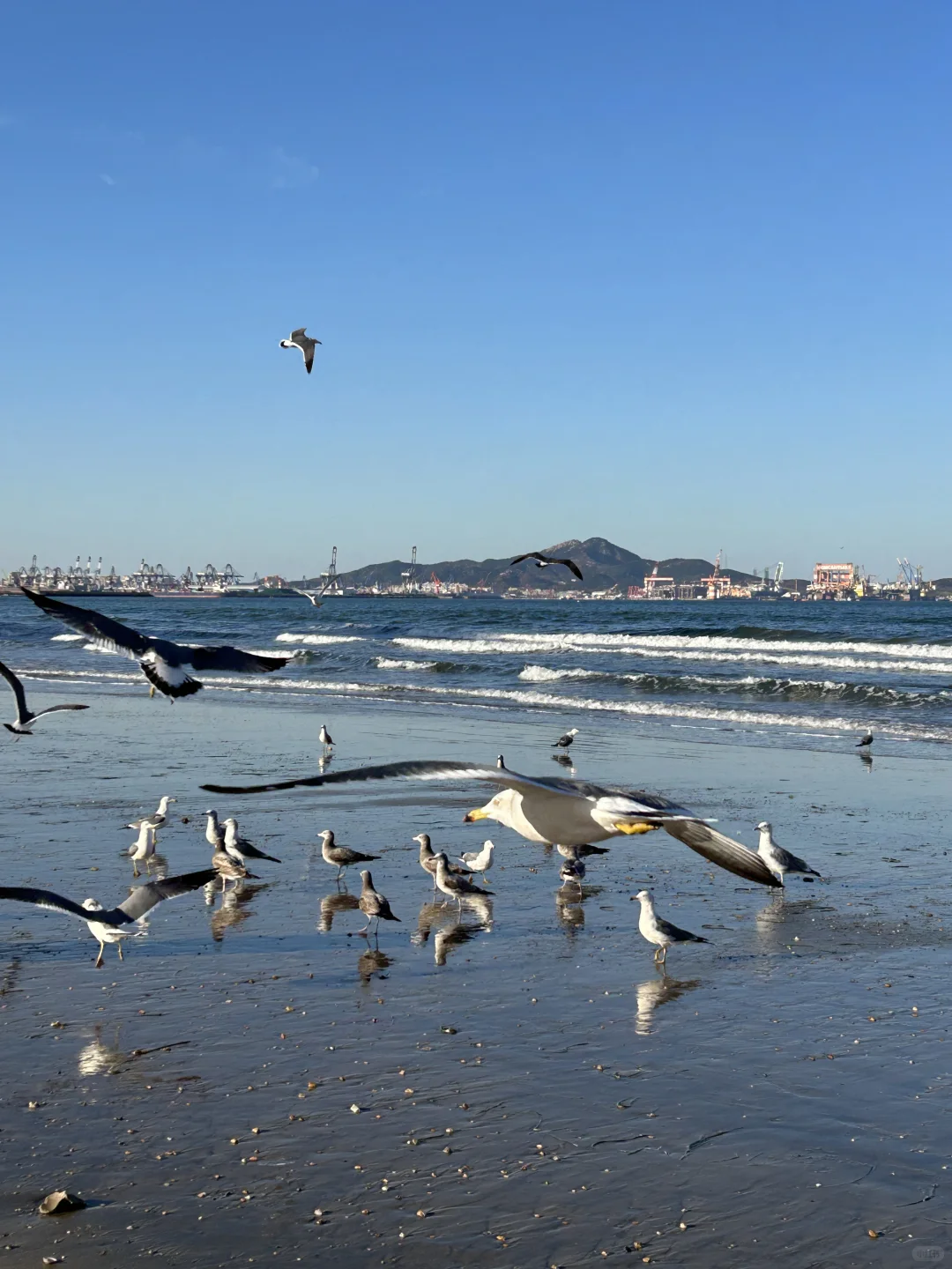 在烟台的日常——看海 喂海鸥