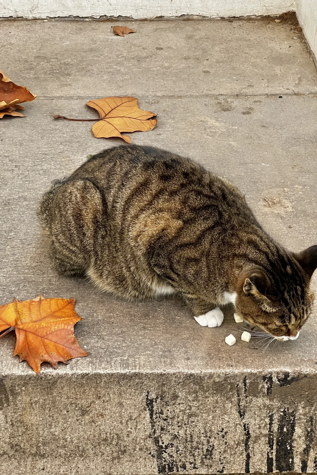济南|在经三路看今年最后的秋（下）