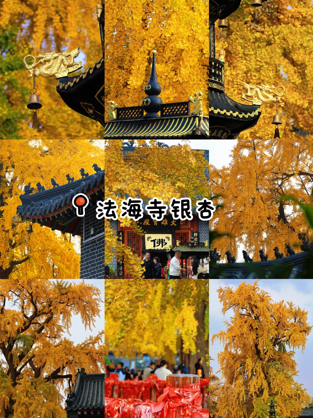 秋日落幕🍂｜我永远爱青岛的秋天👀