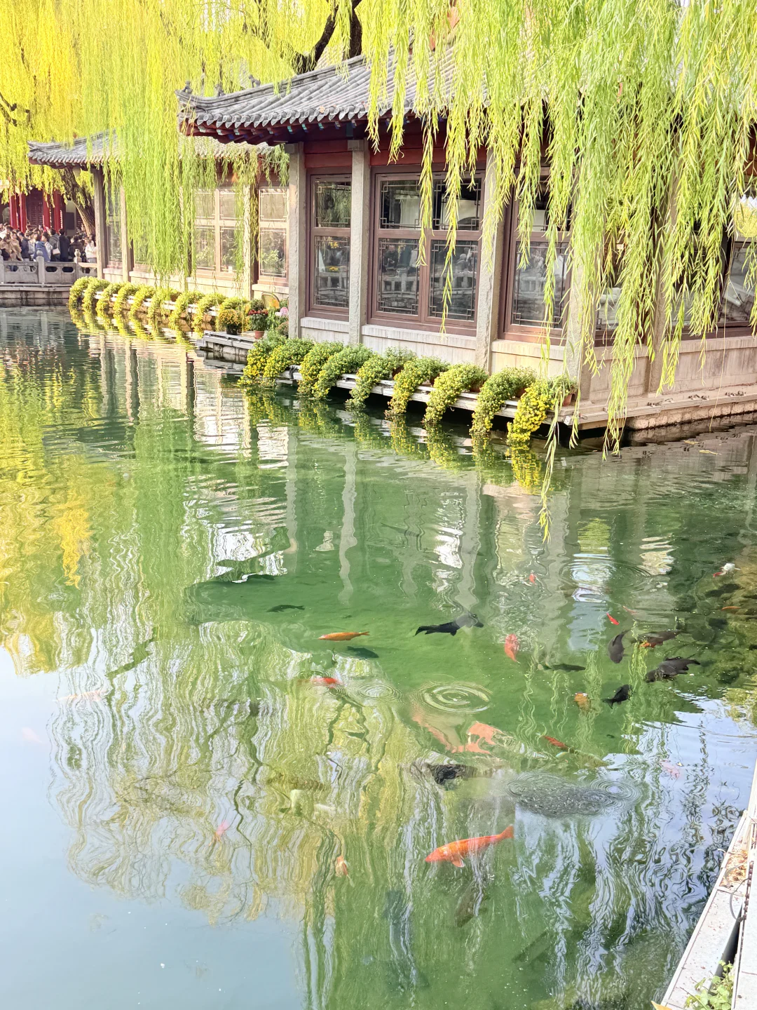 济南趵突泉｜11.22 日实况