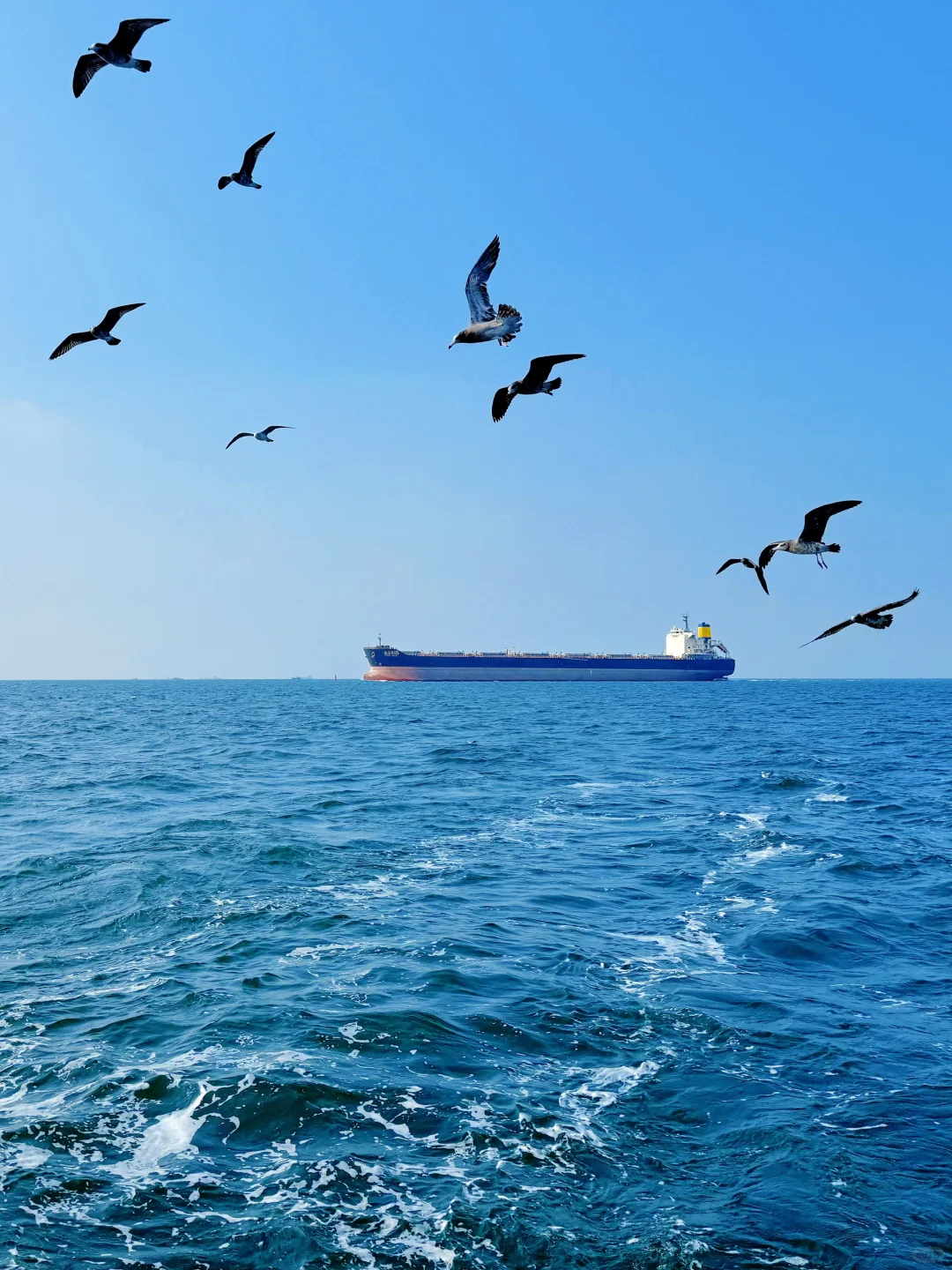 昨日实况🌊青岛轮渡失联的1h🕊️和海鸥相伴