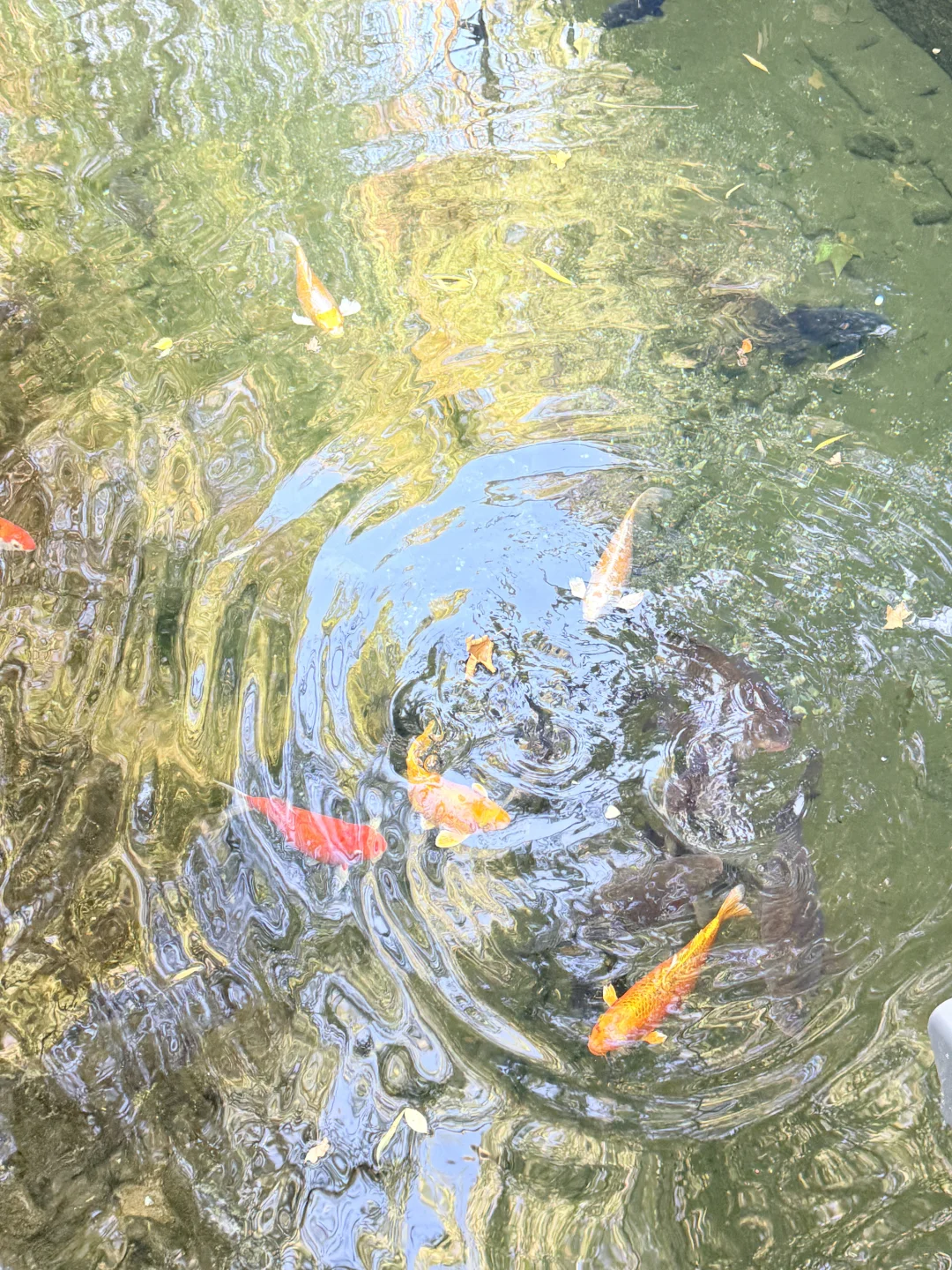 济南趵突泉｜11.22 日实况