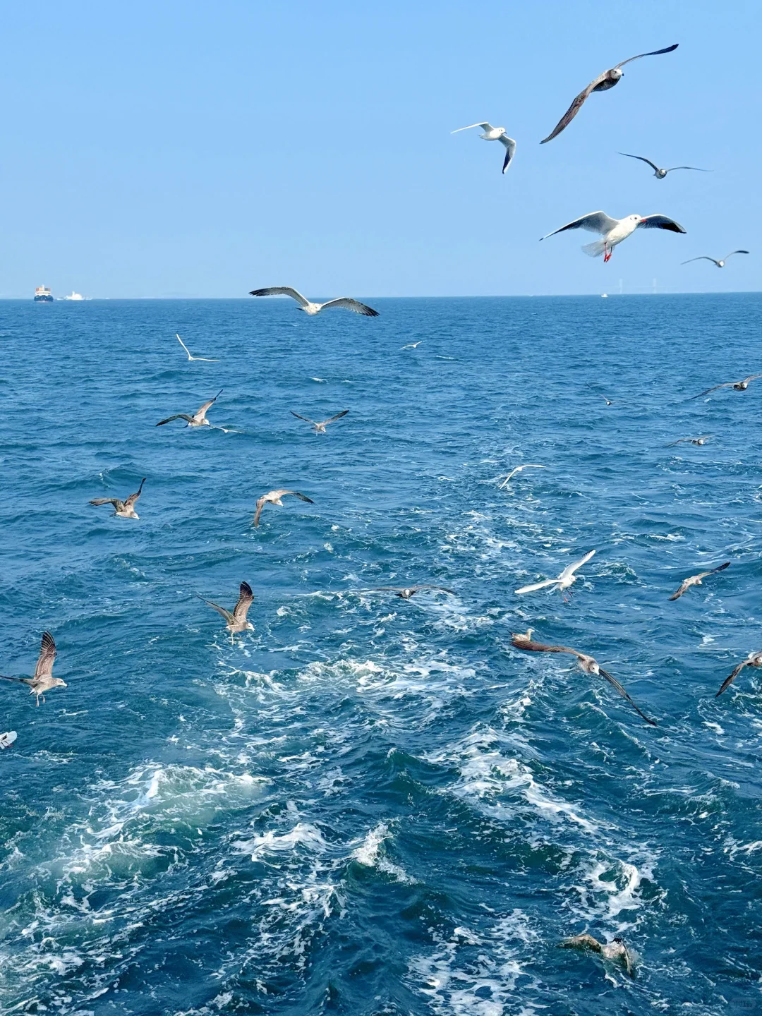 昨日实况🌊青岛轮渡失联的1h🕊️和海鸥相伴