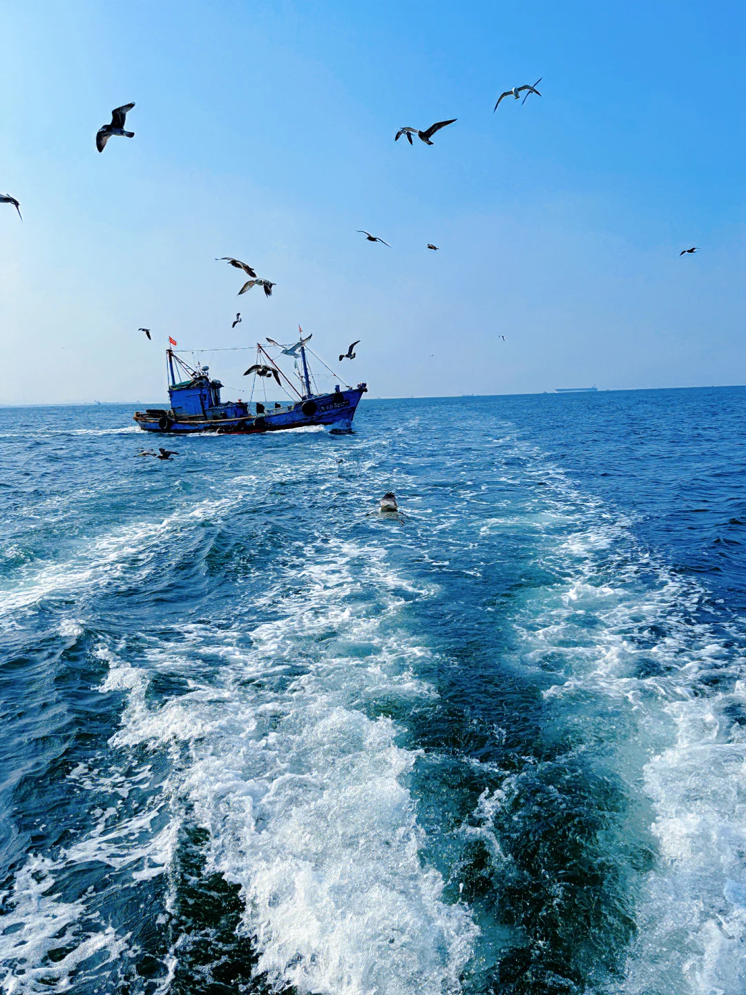 昨日实况🌊青岛轮渡失联的1h🕊️和海鸥相伴