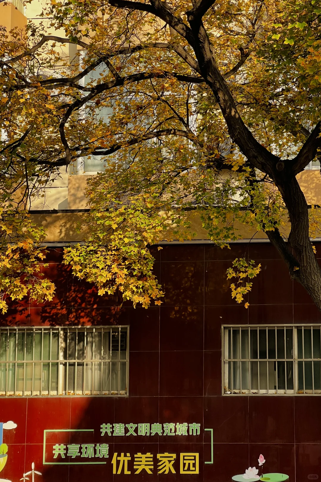 济南|在经三路看今年最后的秋（下）