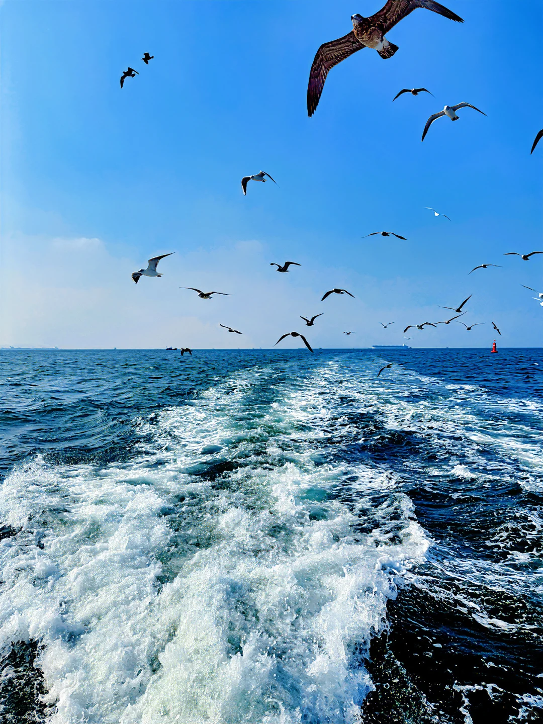 昨日实况🌊青岛轮渡失联的1h🕊️和海鸥相伴