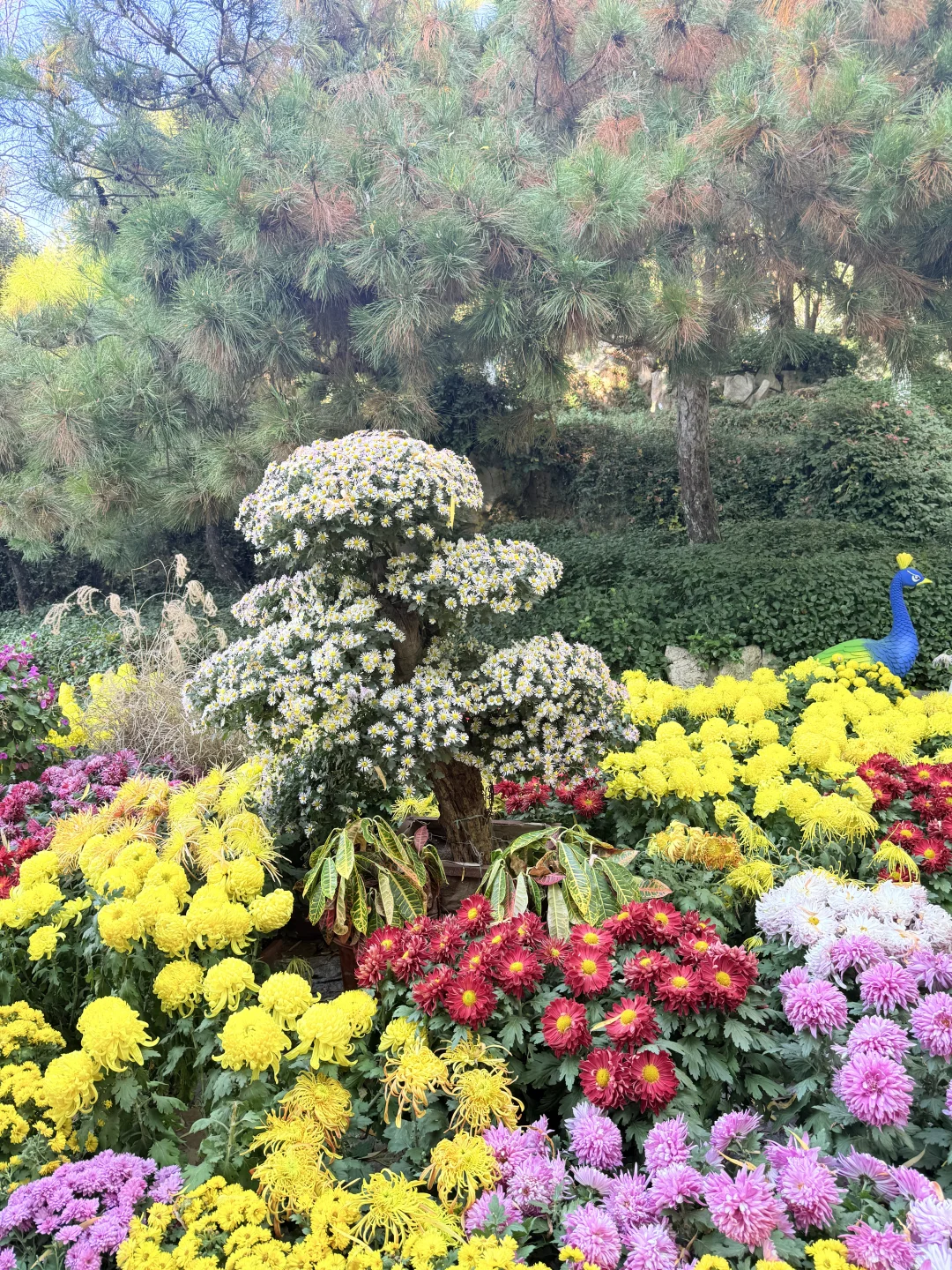 济南趵突泉｜11.22 日实况