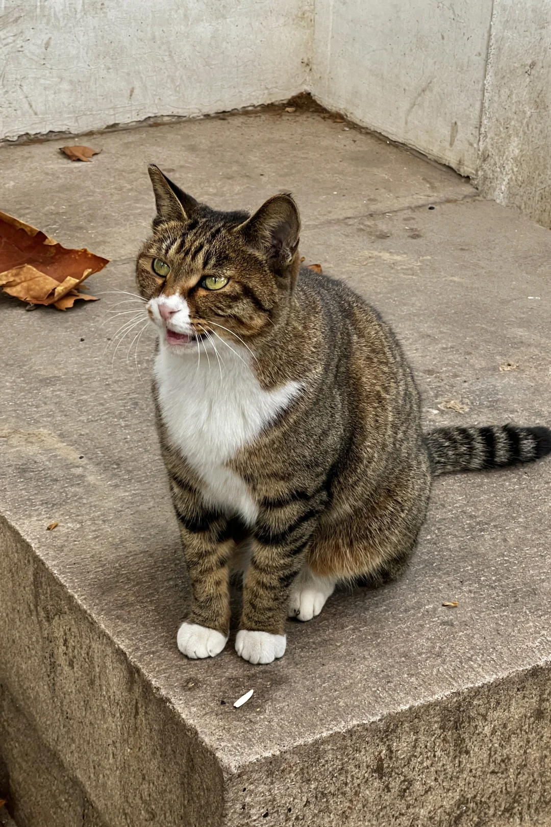 济南|在经三路看今年最后的秋（下）