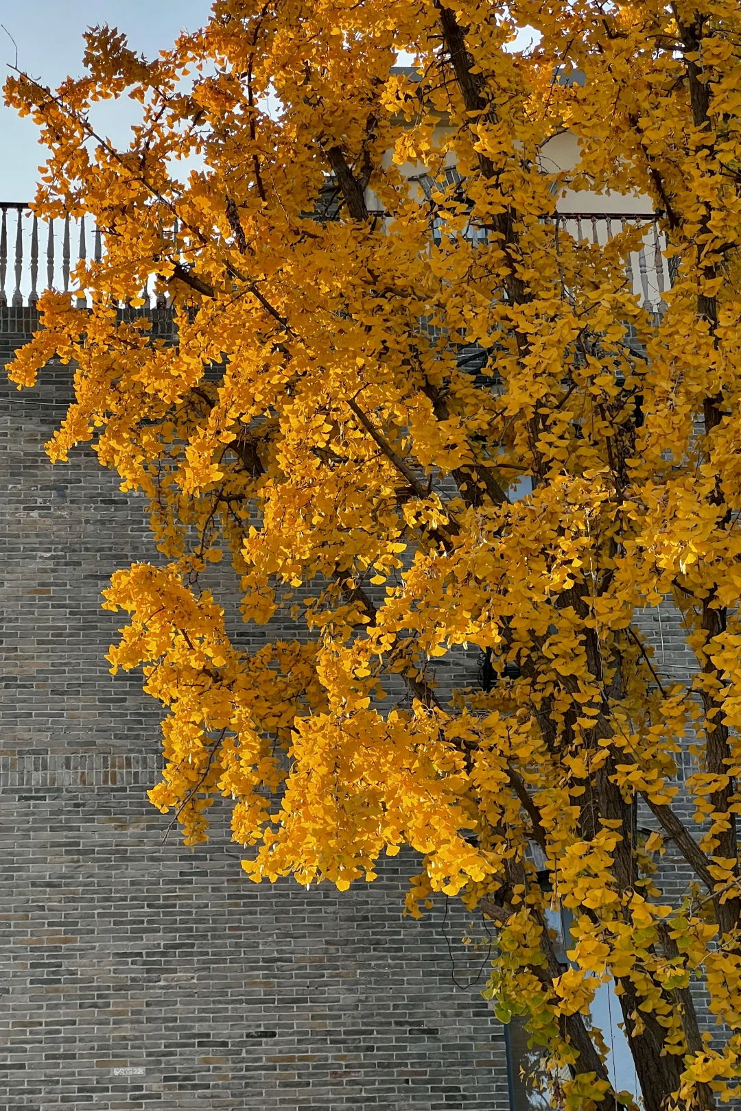 济南|在经三路看今年最后的秋（下）