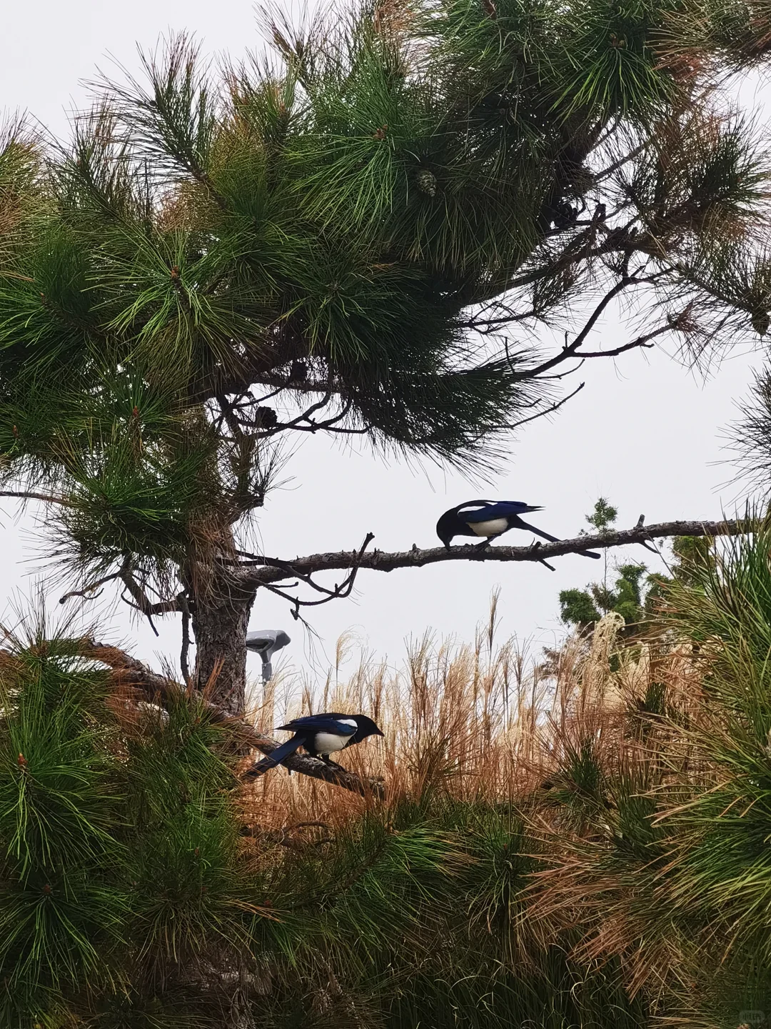 再见了，青岛。我独自一人solotrip的记录