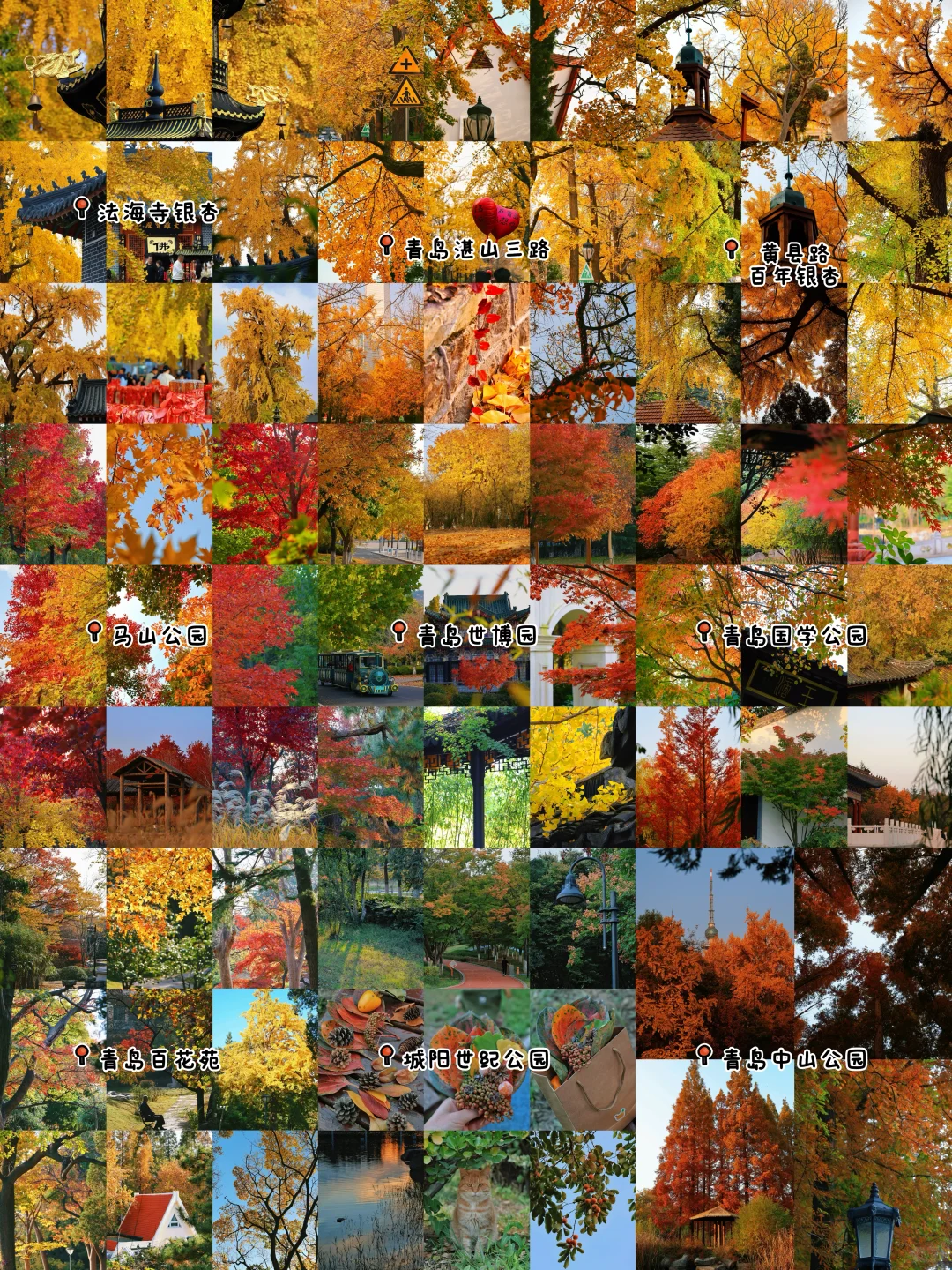 秋日落幕🍂｜我永远爱青岛的秋天👀