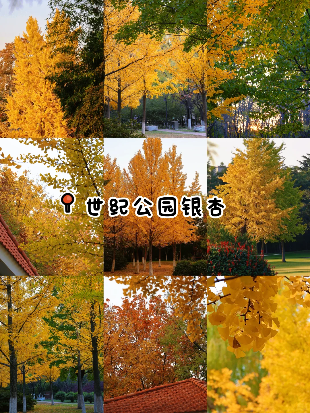 秋日落幕🍂｜我永远爱青岛的秋天👀