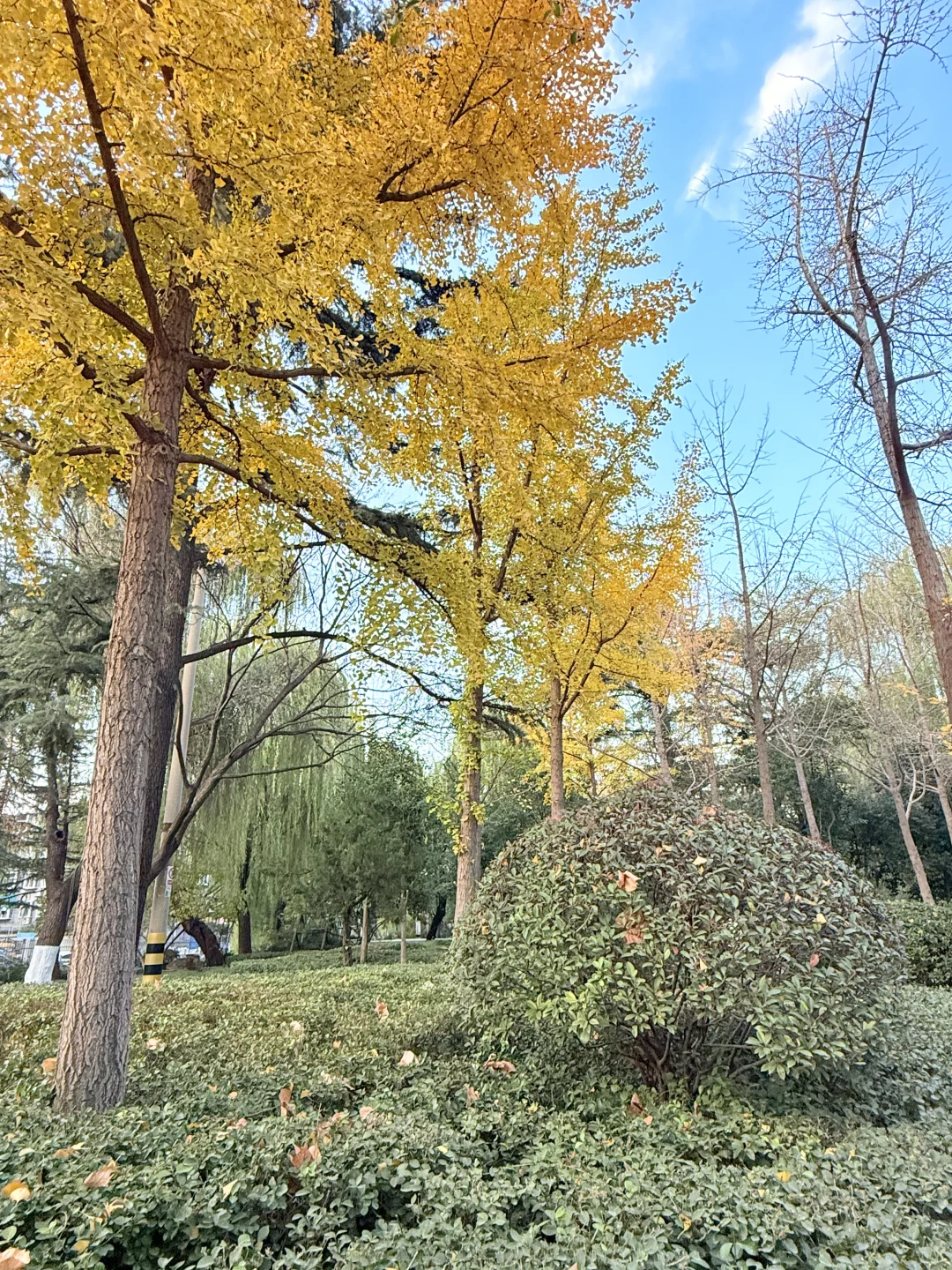济南趵突泉｜11.22 日实况