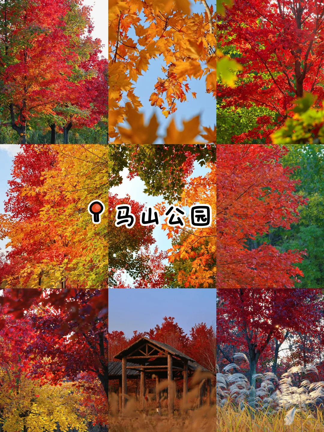 秋日落幕🍂｜我永远爱青岛的秋天👀