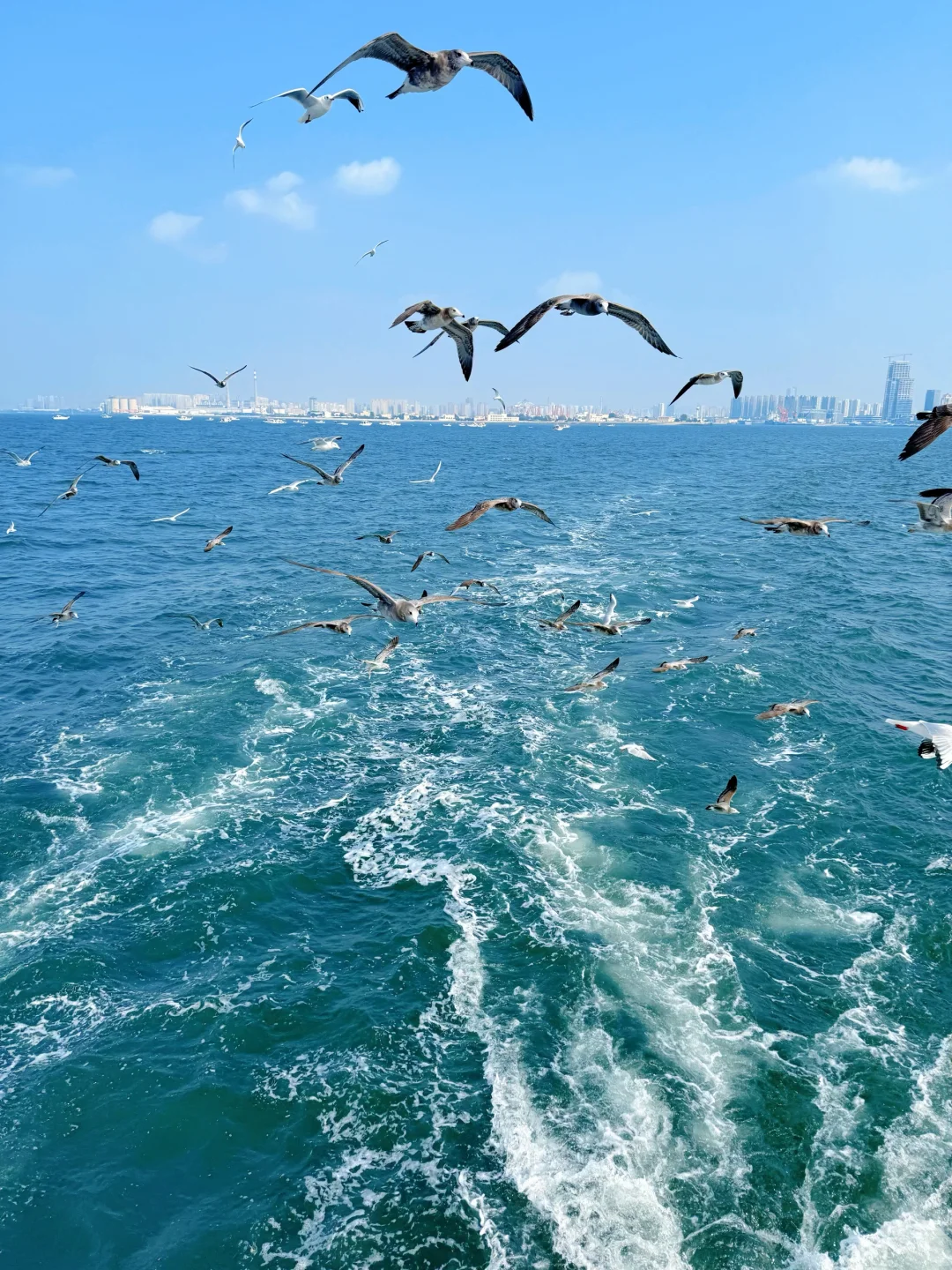 昨日实况🌊青岛轮渡失联的1h🕊️和海鸥相伴