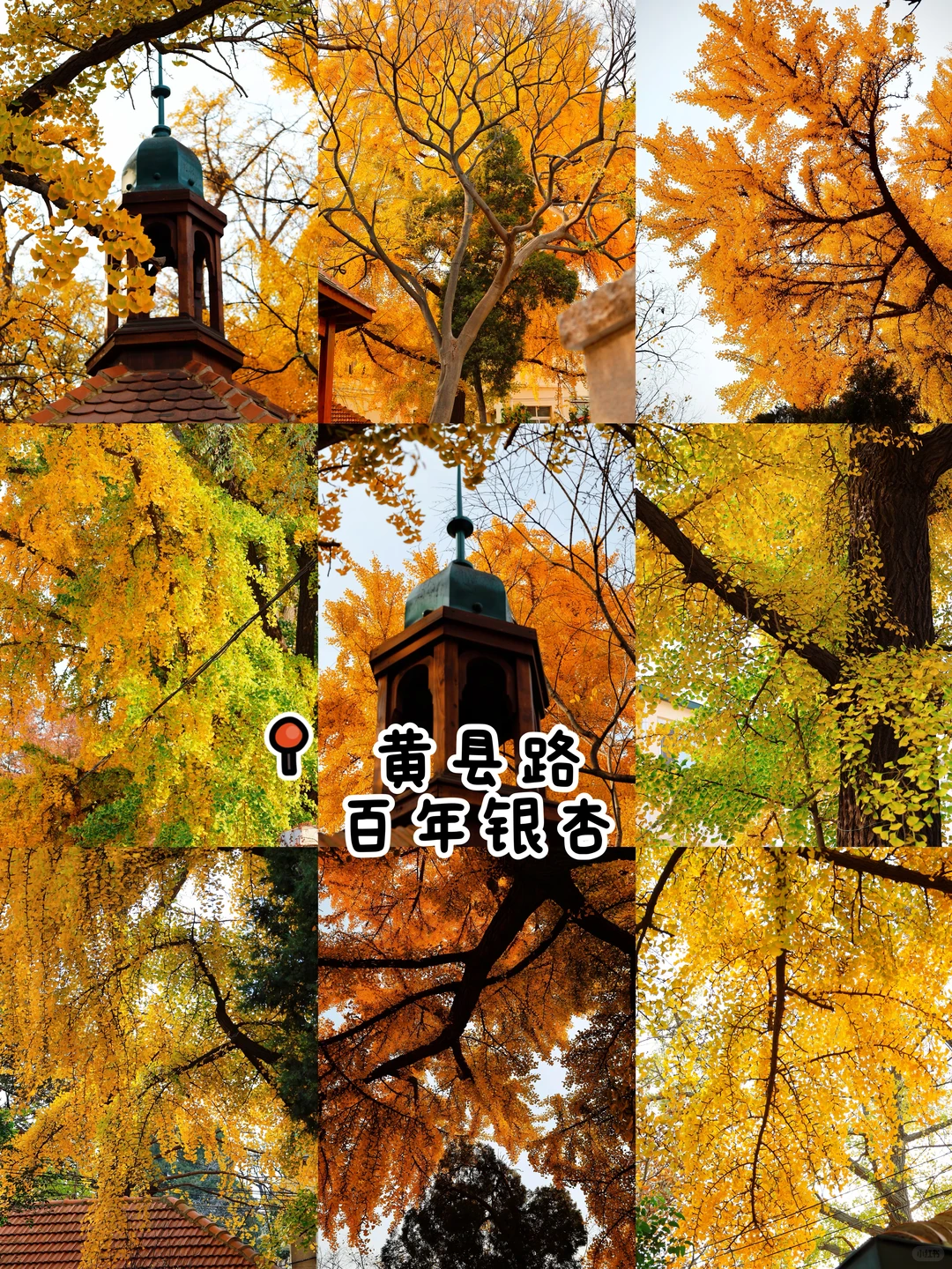 秋日落幕🍂｜我永远爱青岛的秋天👀