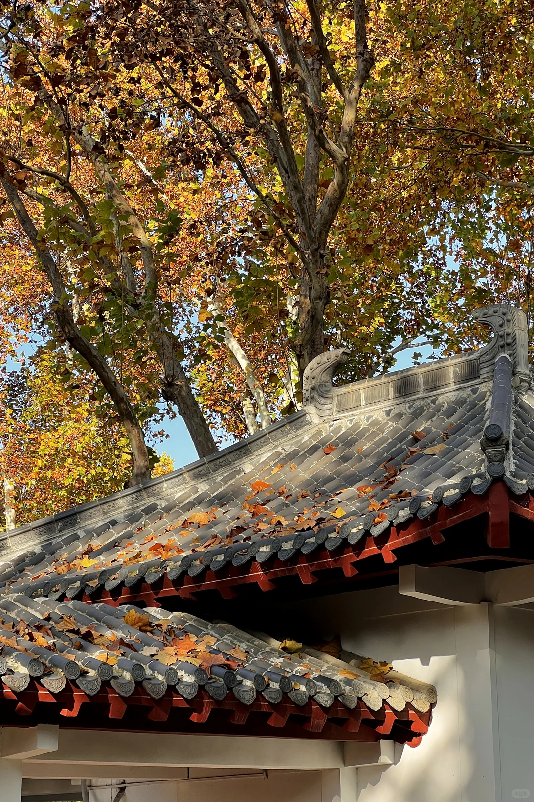 济南|在经三路看今年最后的秋（下）